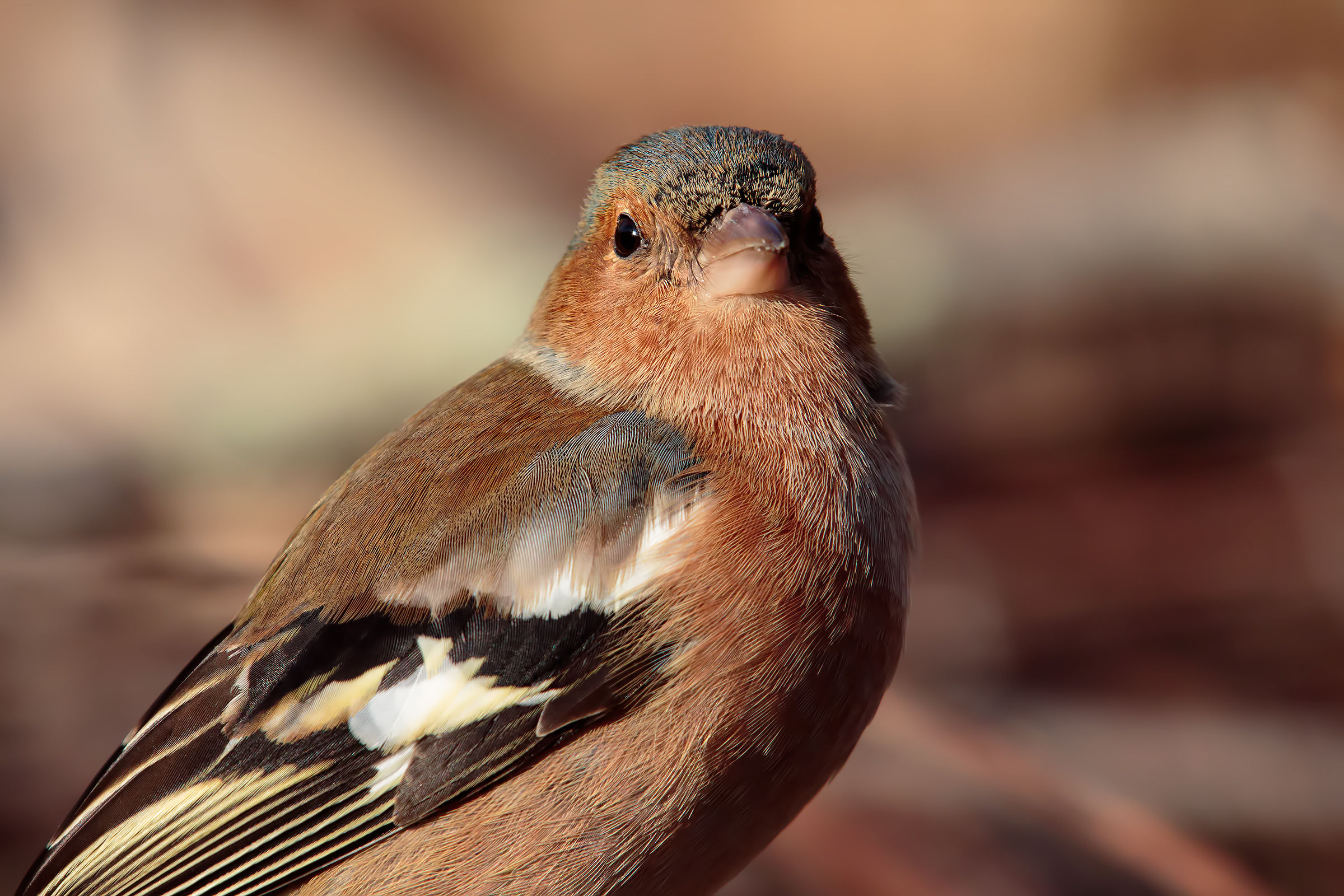 7dii - ritrattone to 2400px