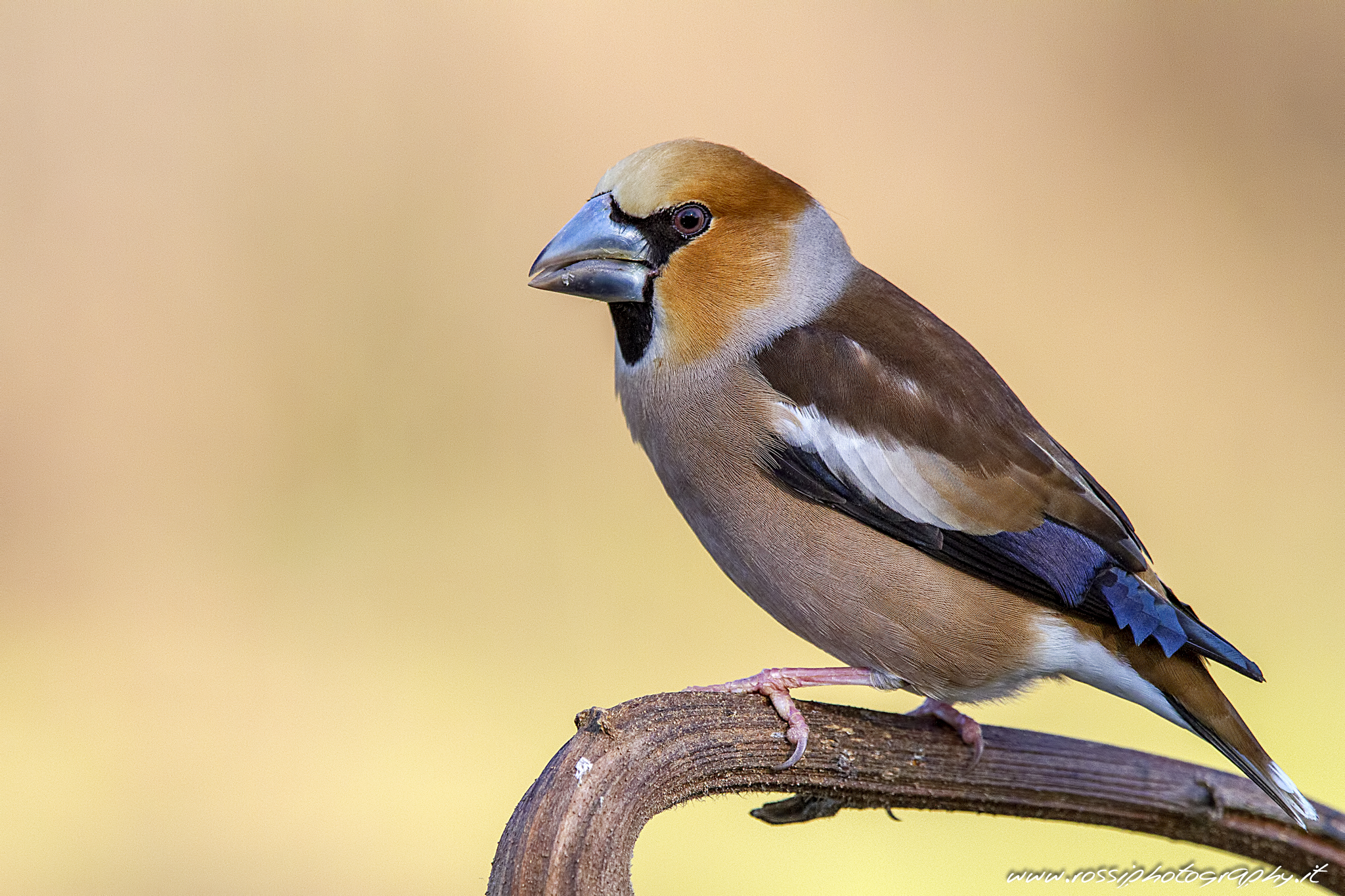 Frosone (Coccothraustes coccothraustes)