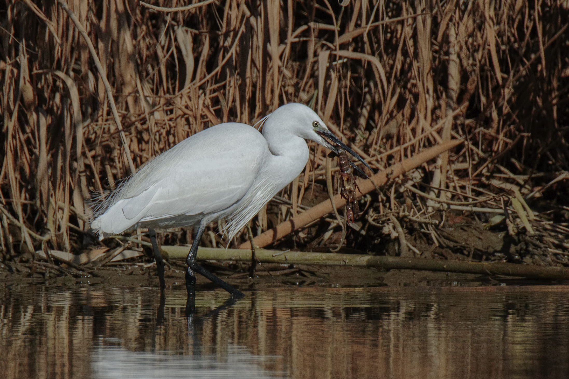 Little Egret vs Procambarus clarkii