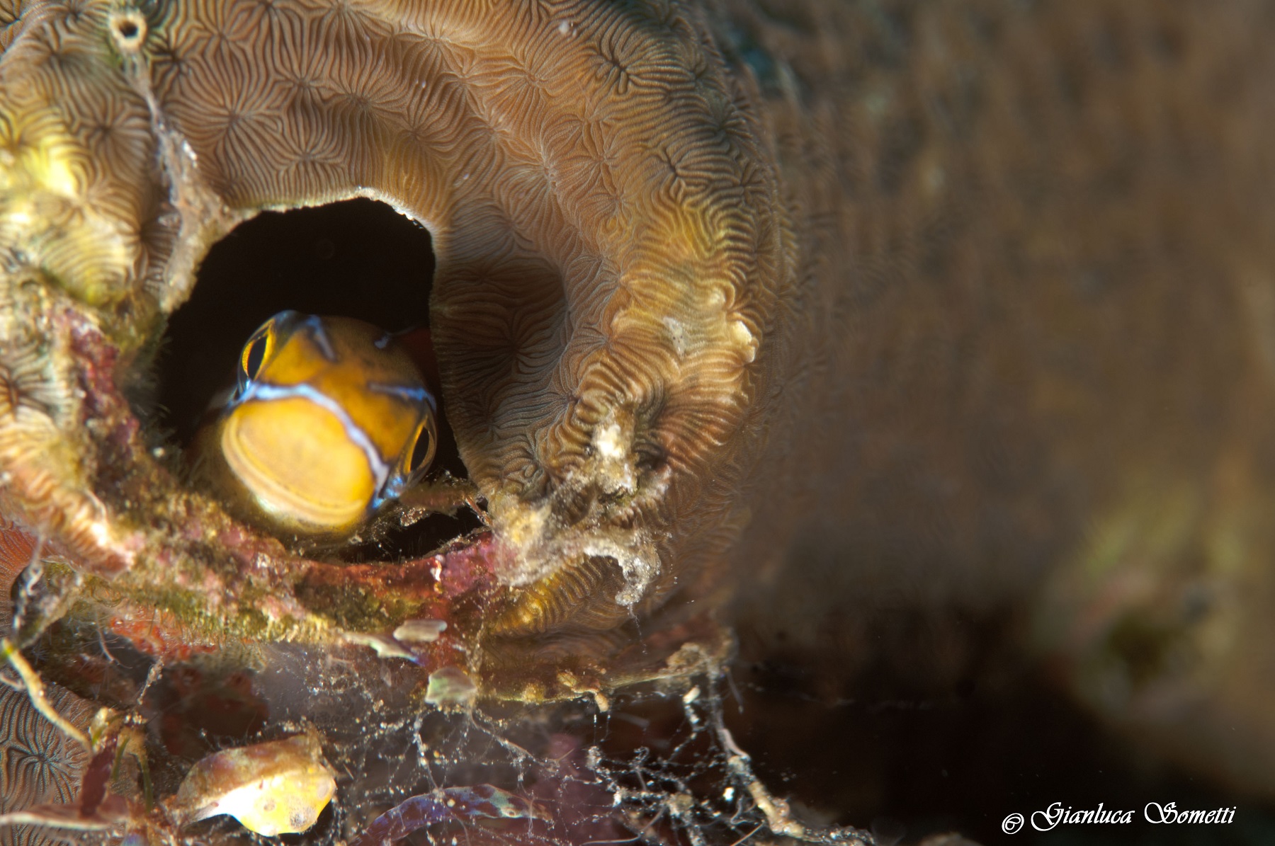 barnacle blenny