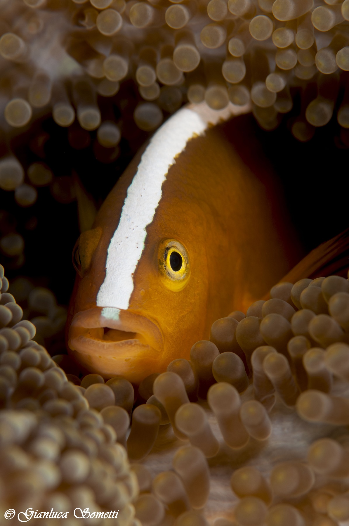 orange anemonefish