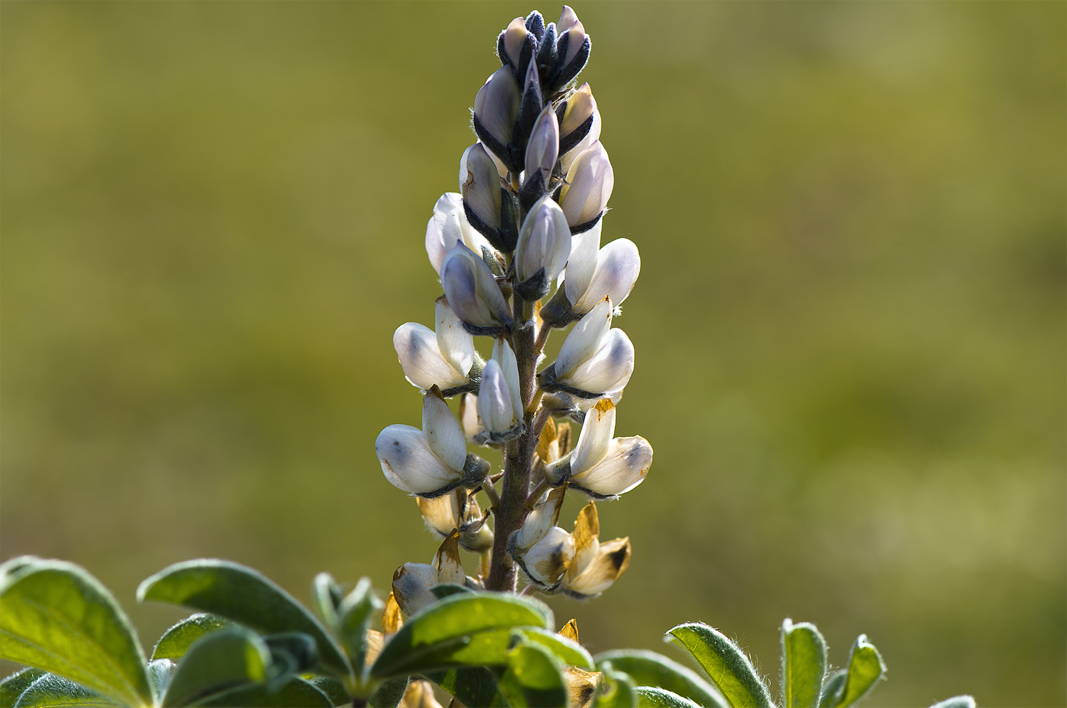 Fiore                     Macro e Flora