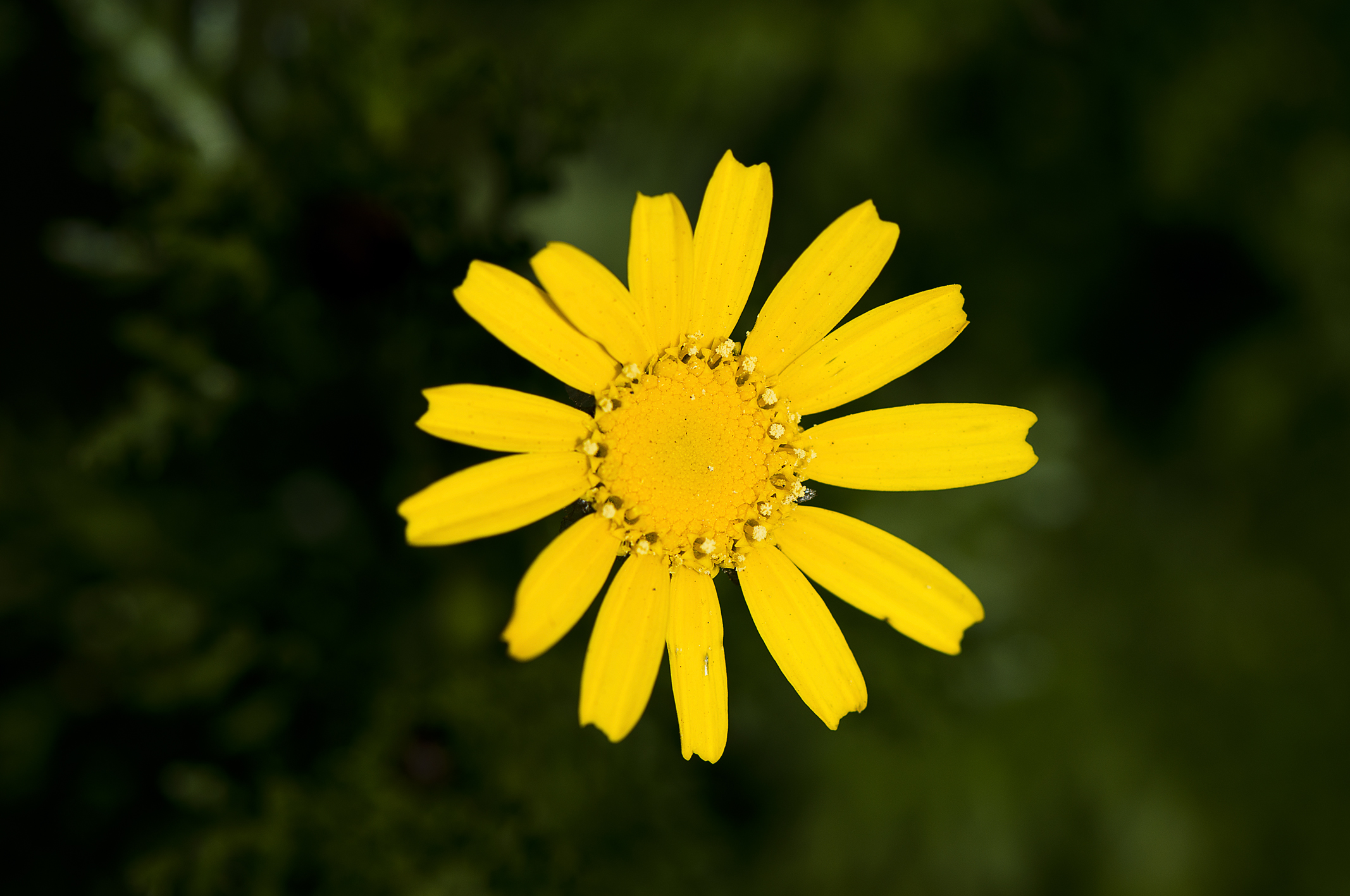 Margherita                  Macro e Flora