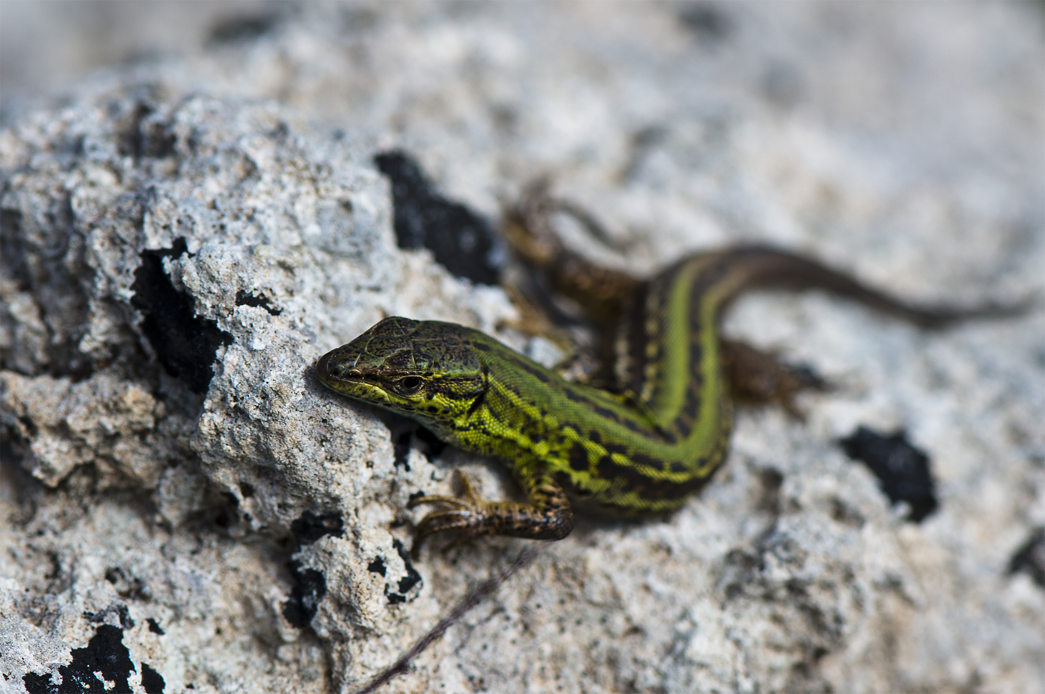 Lizard Macro and Flora