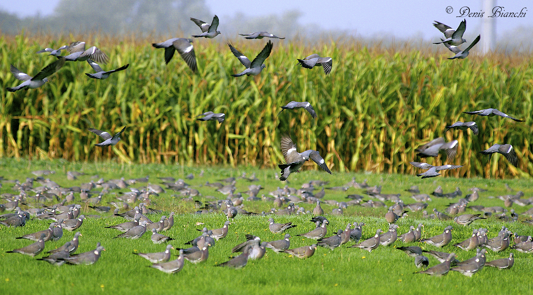 Colombacci nei prati
