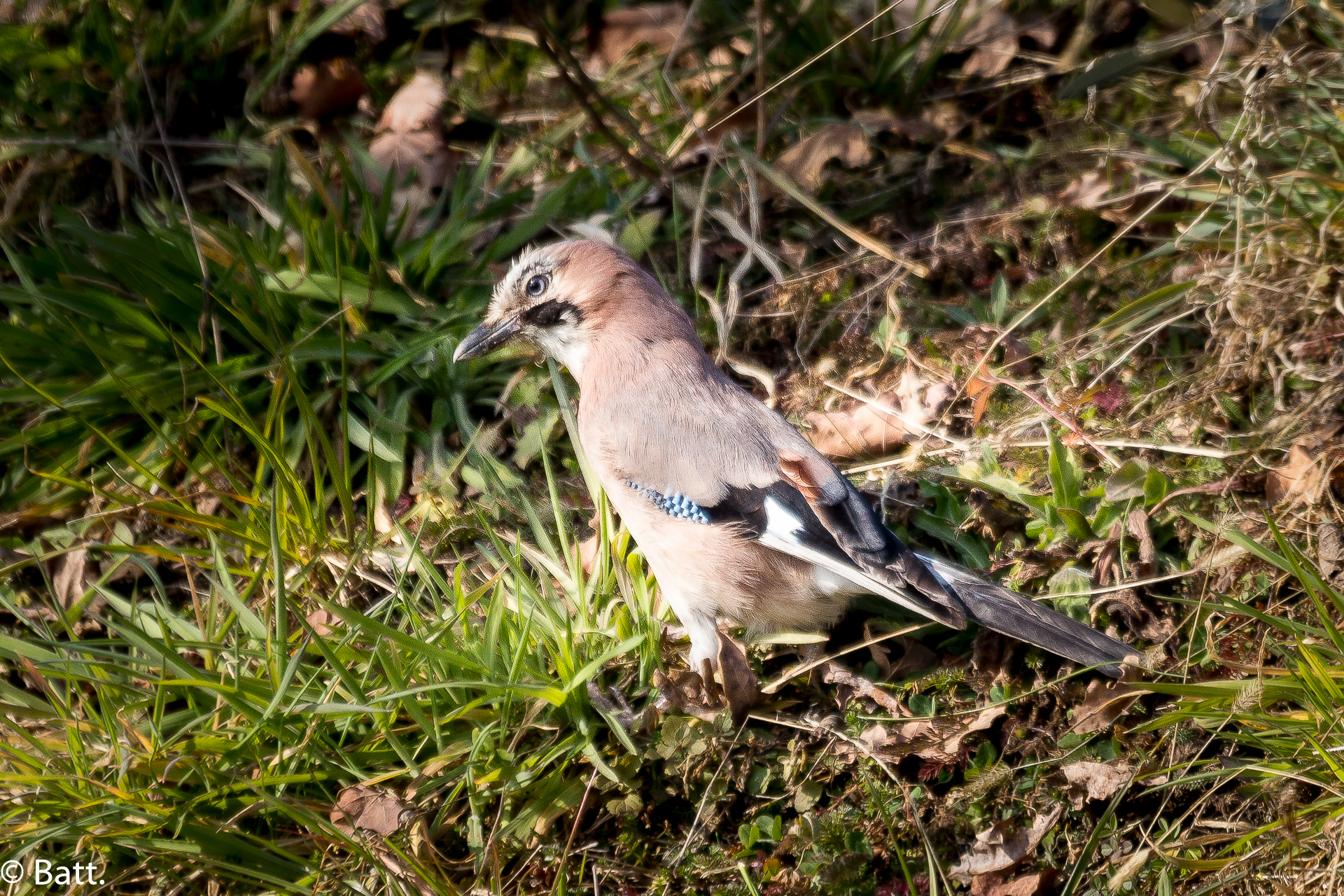 Jay in the meadow