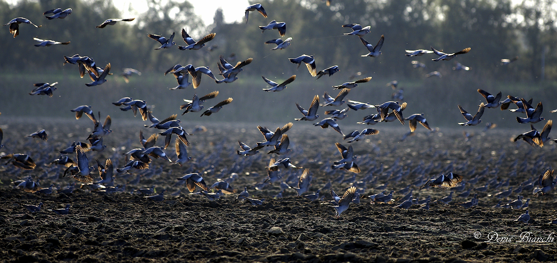 Colombacci in controluce