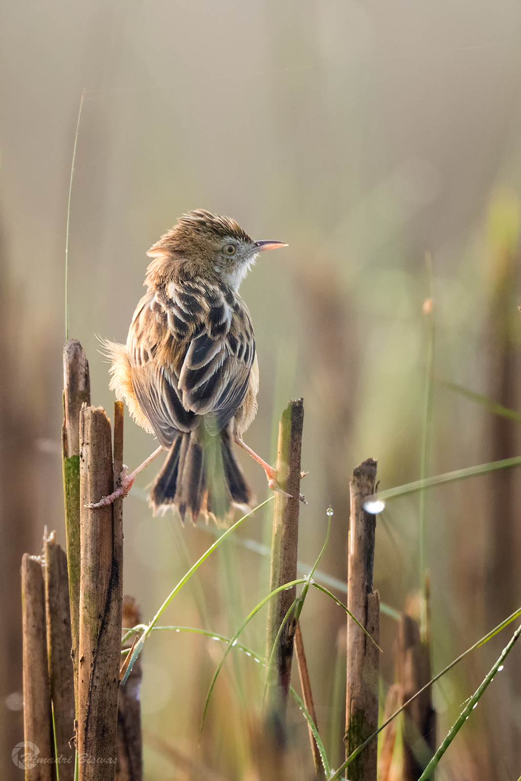 Zitting%2bCisticola