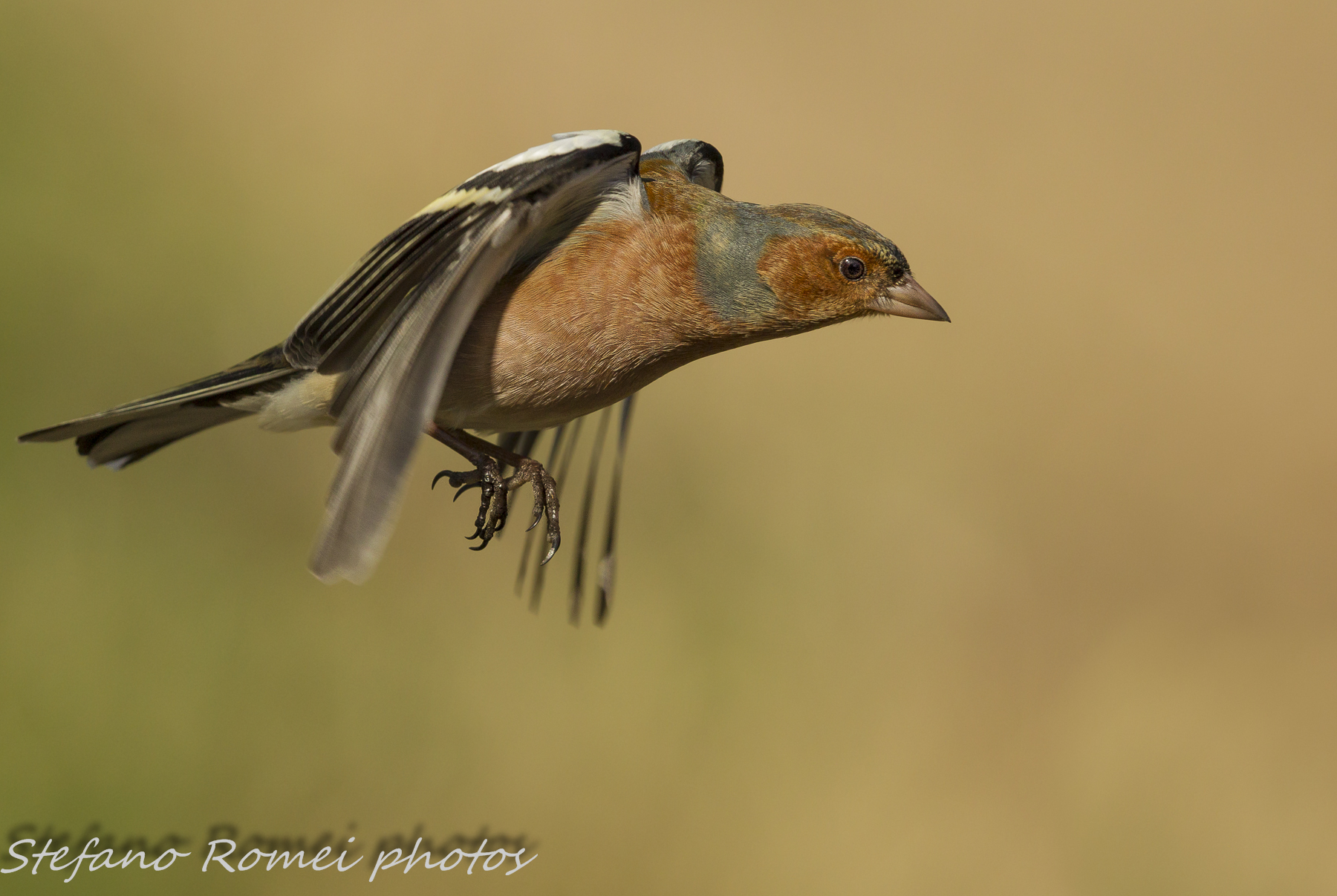 van fashion on the fly