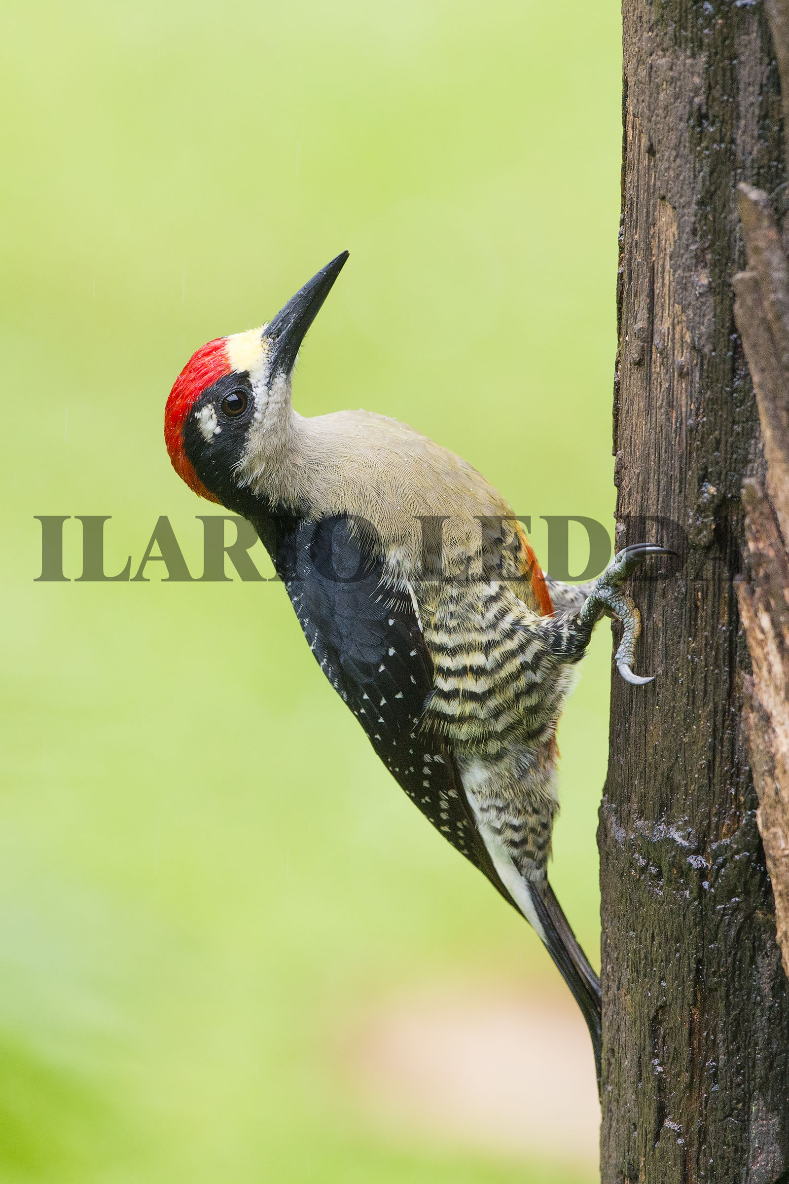 black-cheeked woodpecker