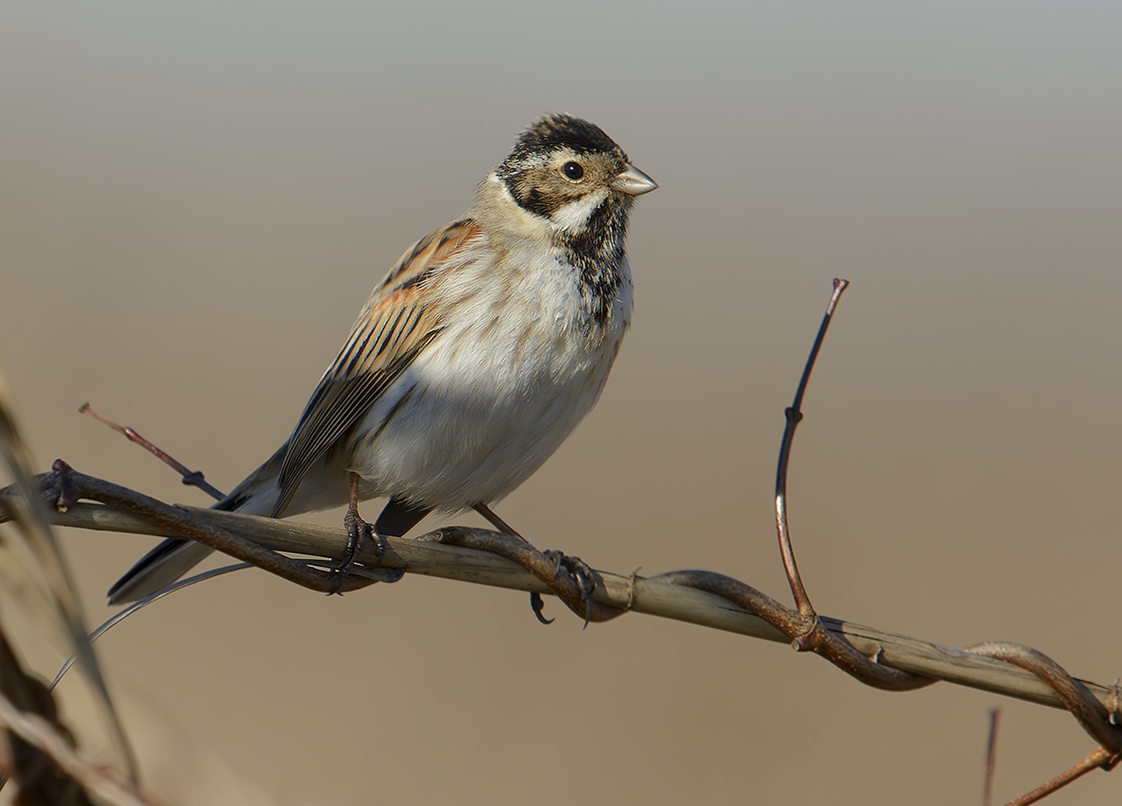 migliarino di palude