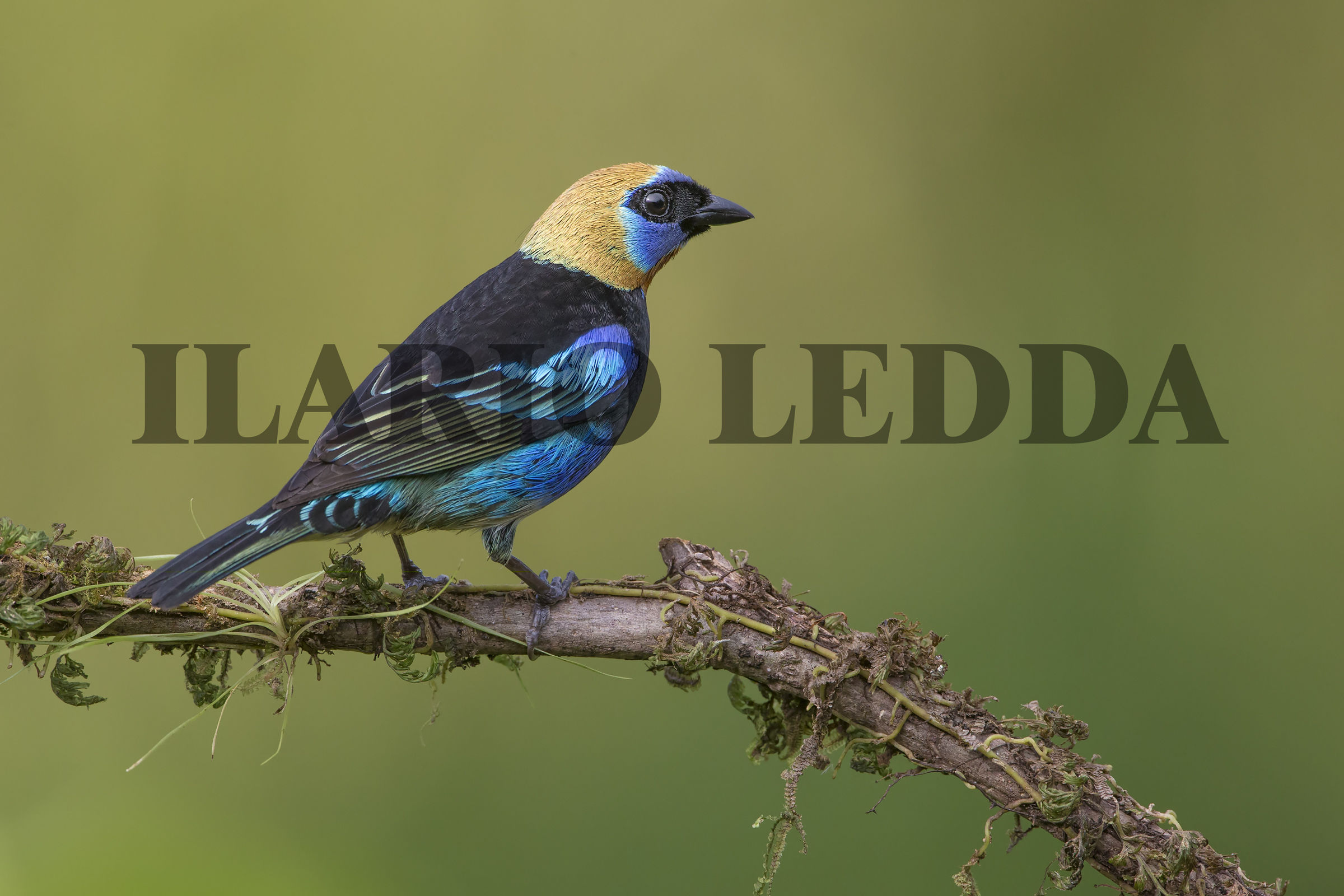 Golden-hooded Tananger