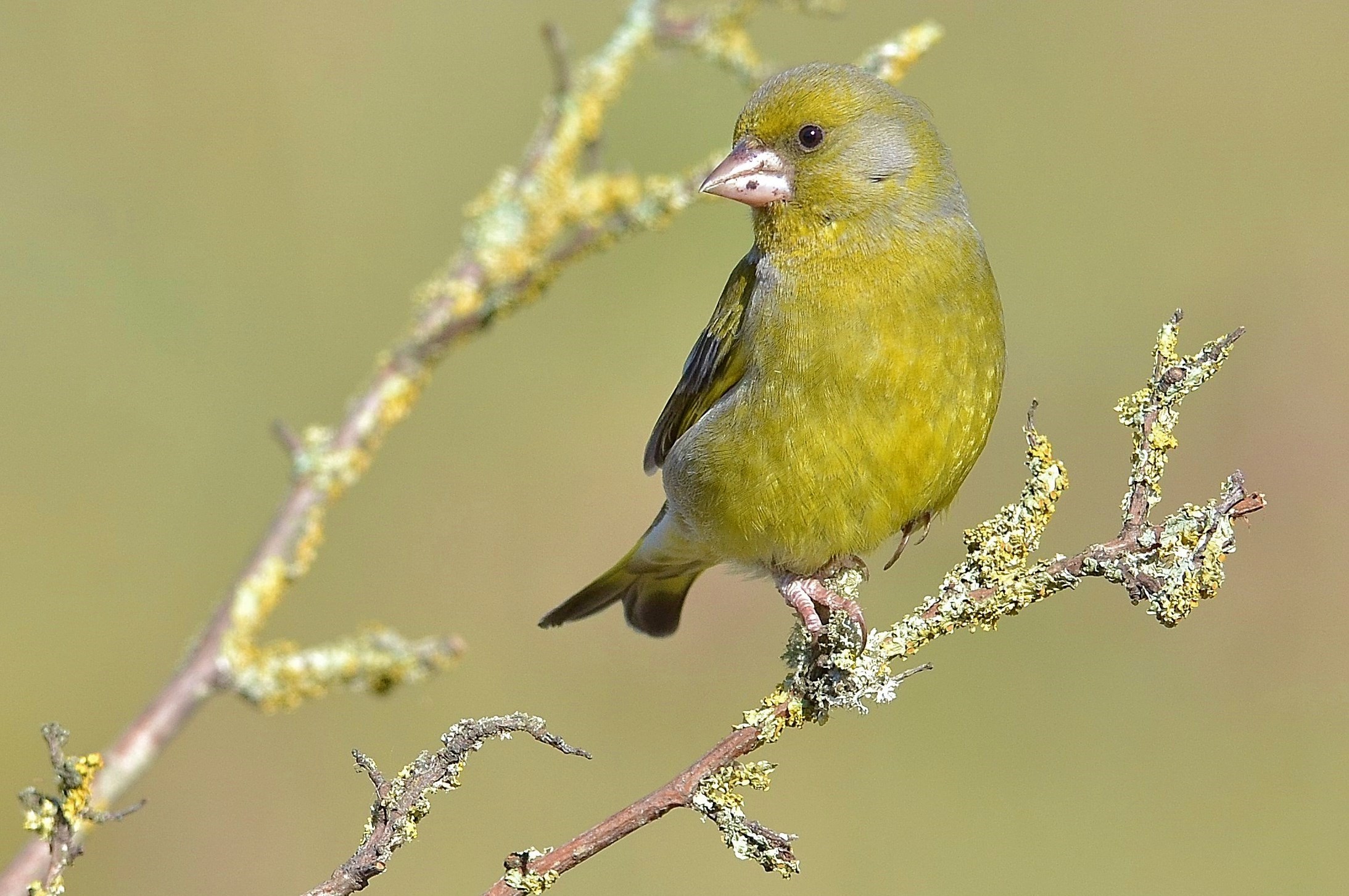 The greenfinch