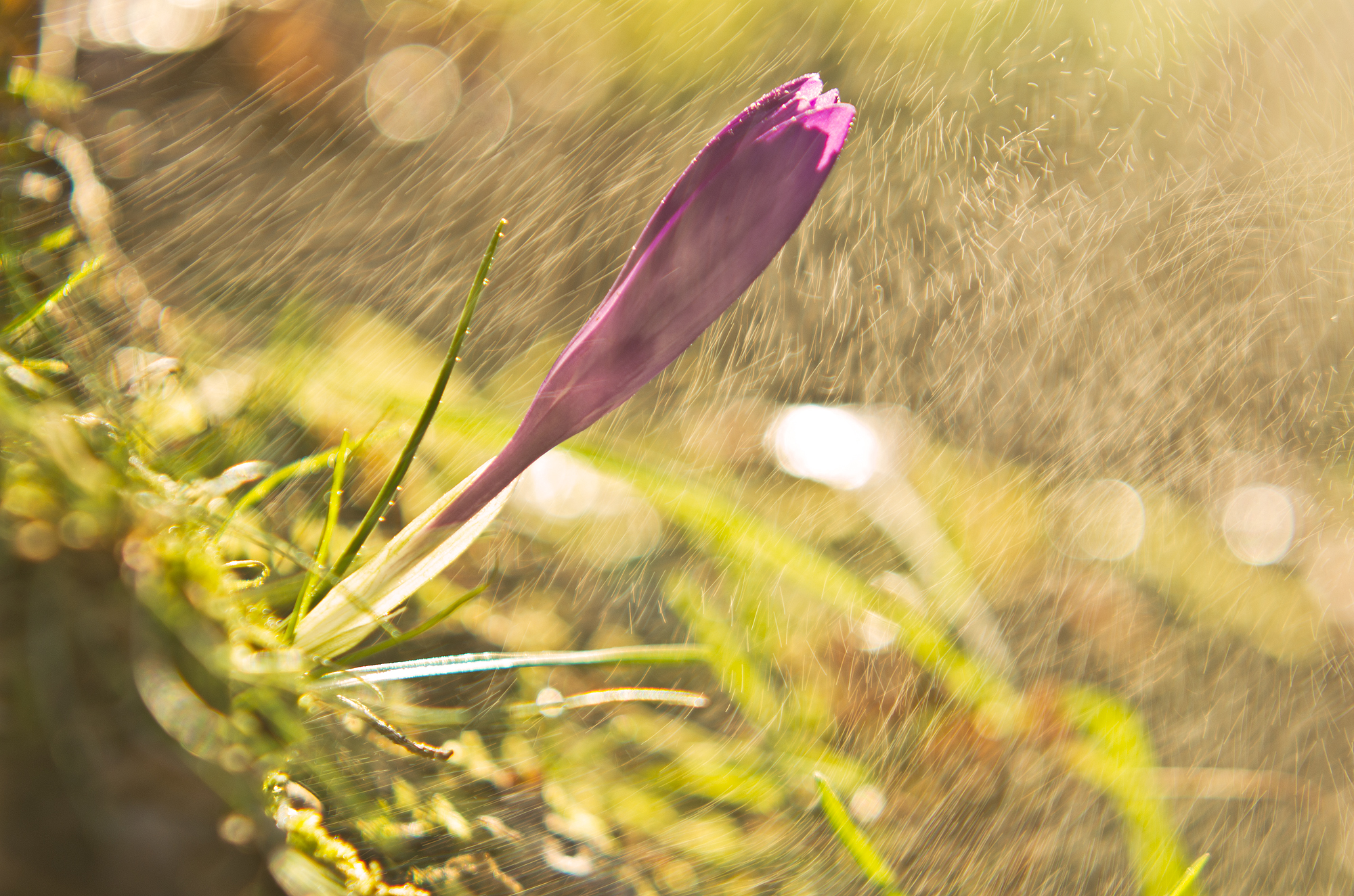 The first Crocus year