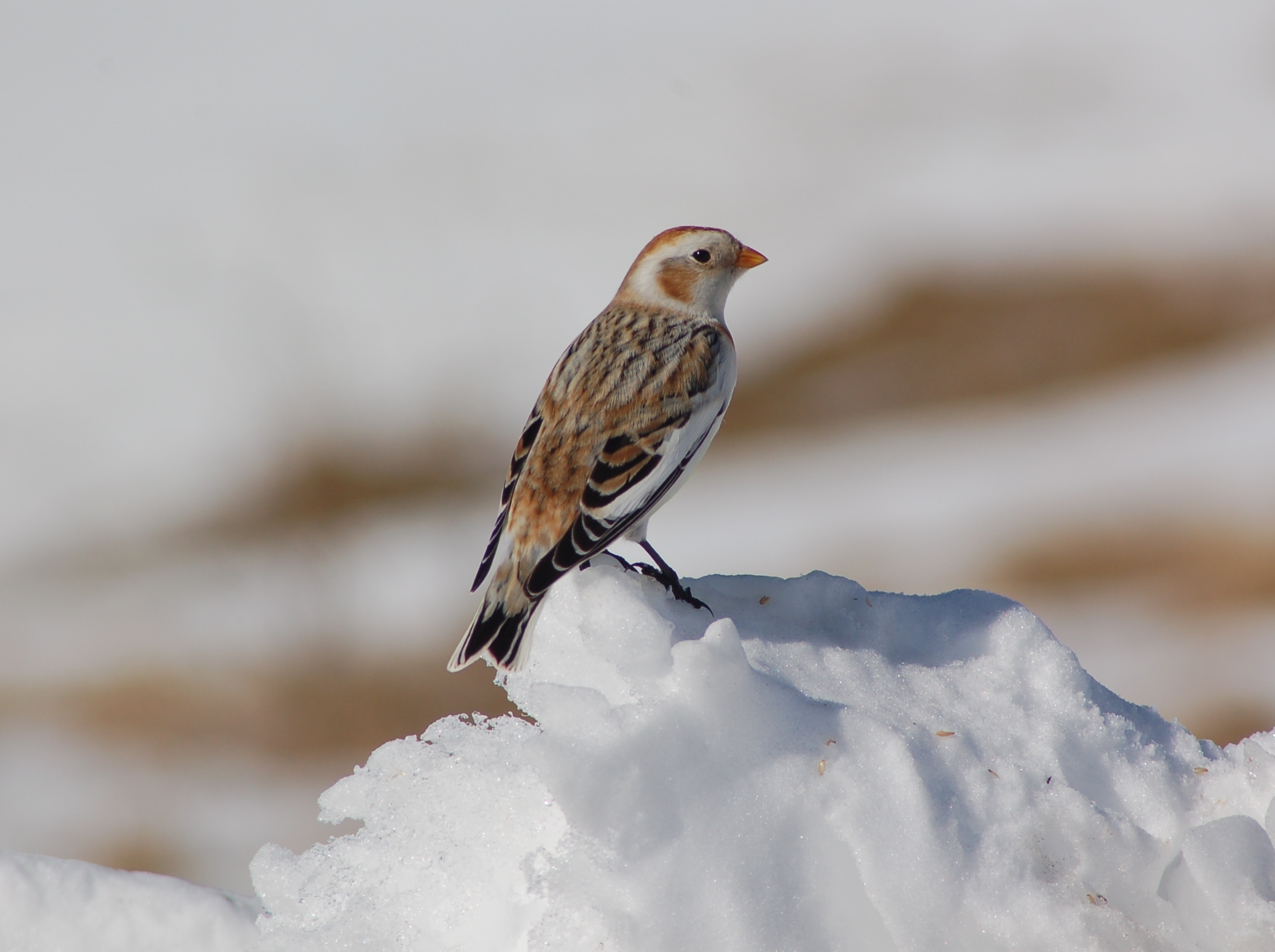 Snow Bunting