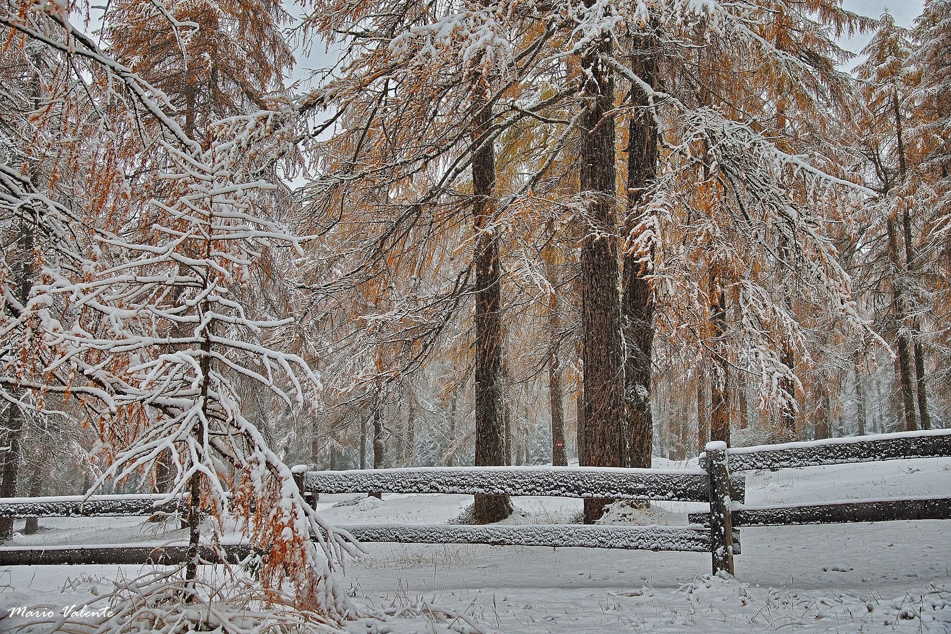 First snow on the larches still yellow