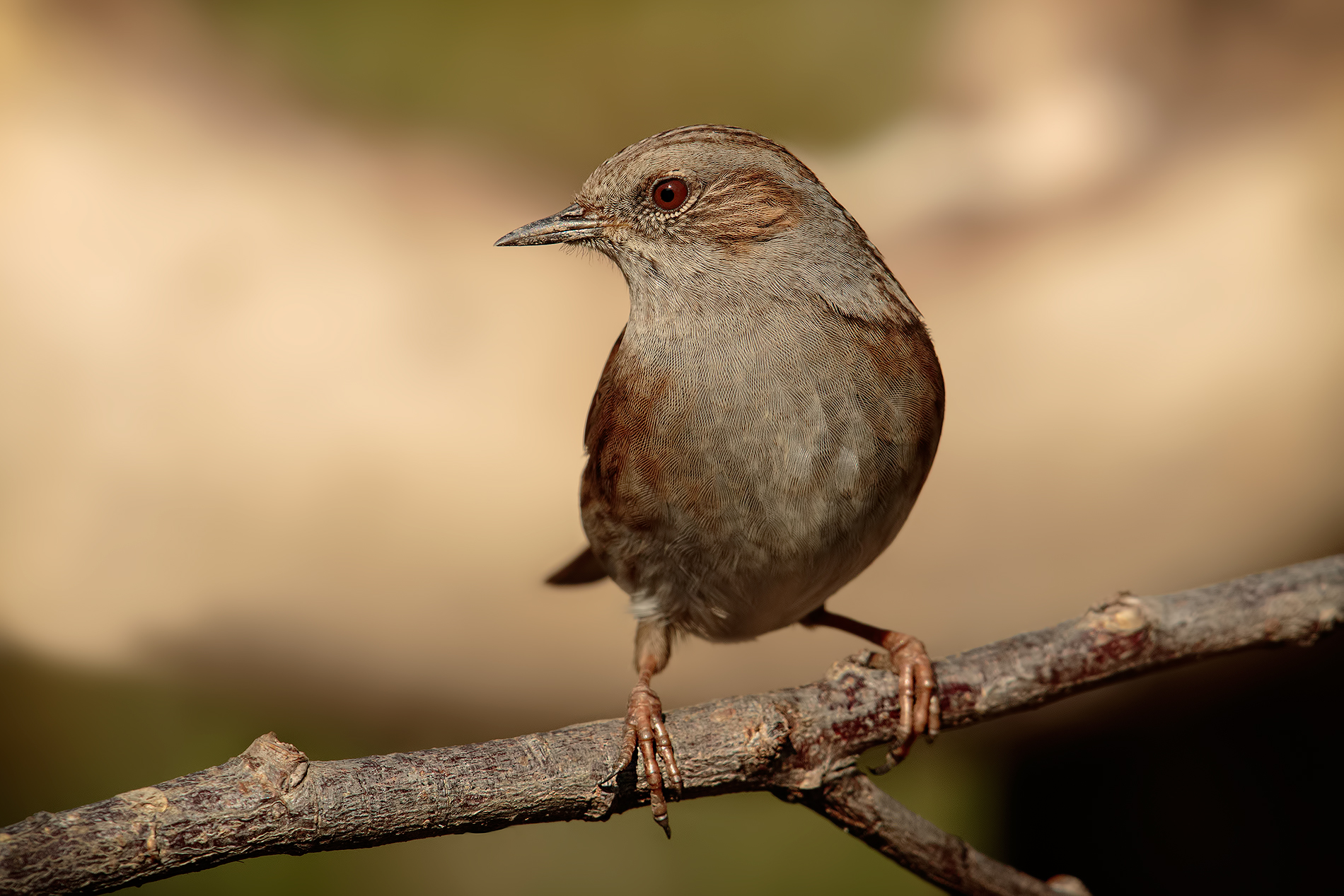 Dunnock # 3