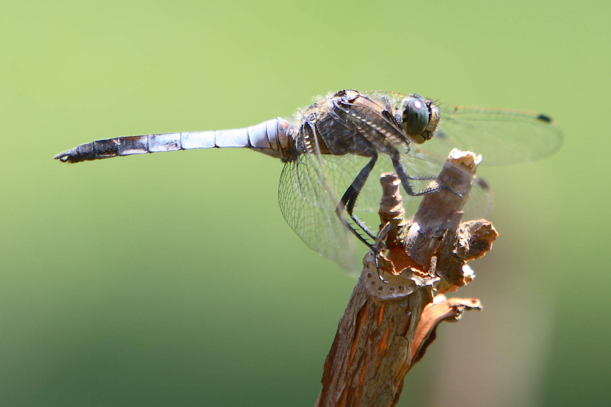 ....trovata li per caso...