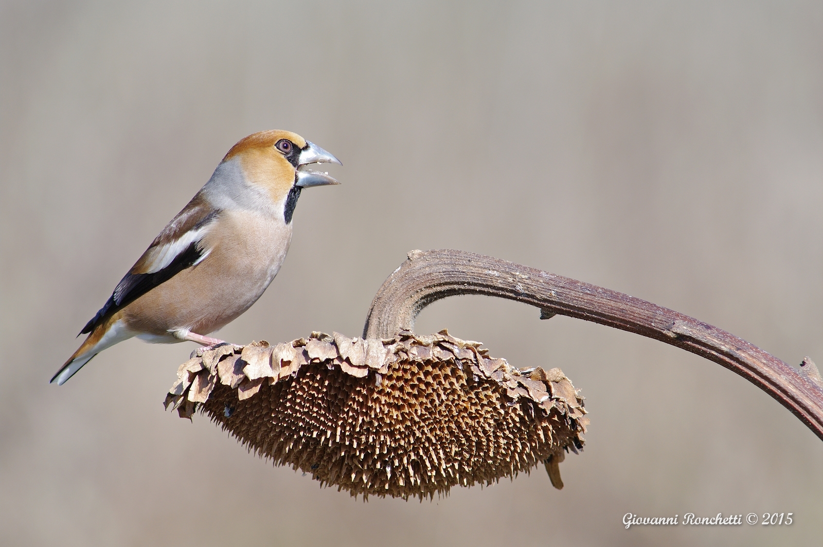 Omaggio al girasole del Parco della Piana