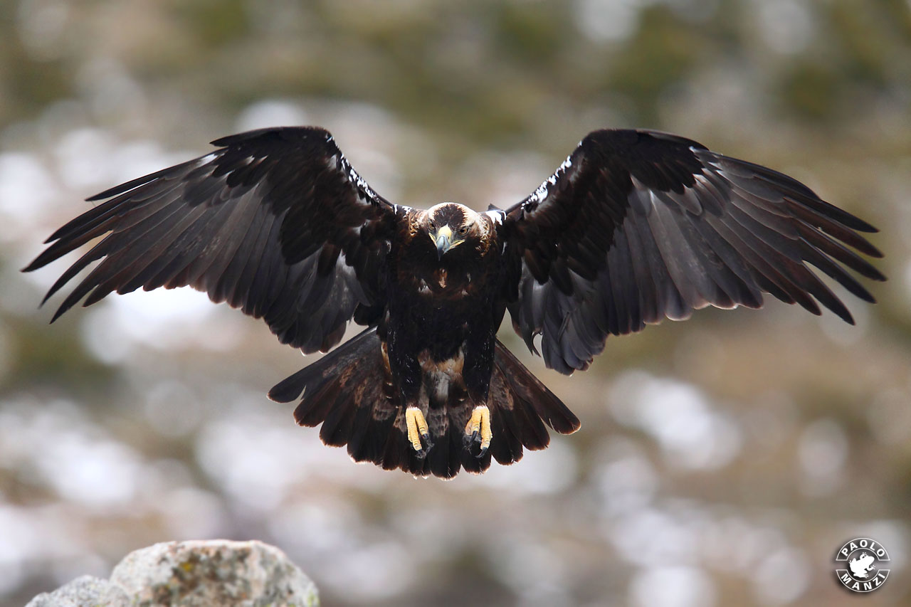 Aquila Imperiale Iberica