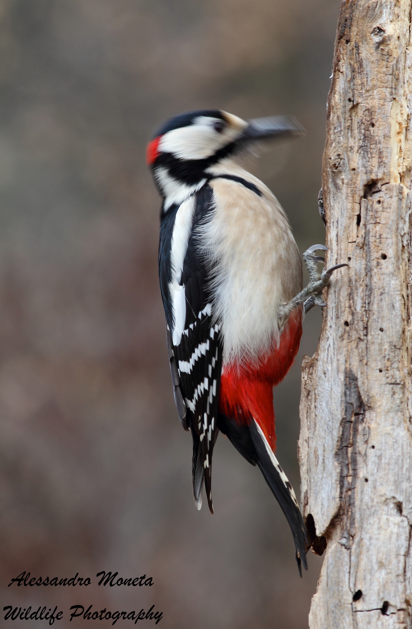 Woody Woodpecker