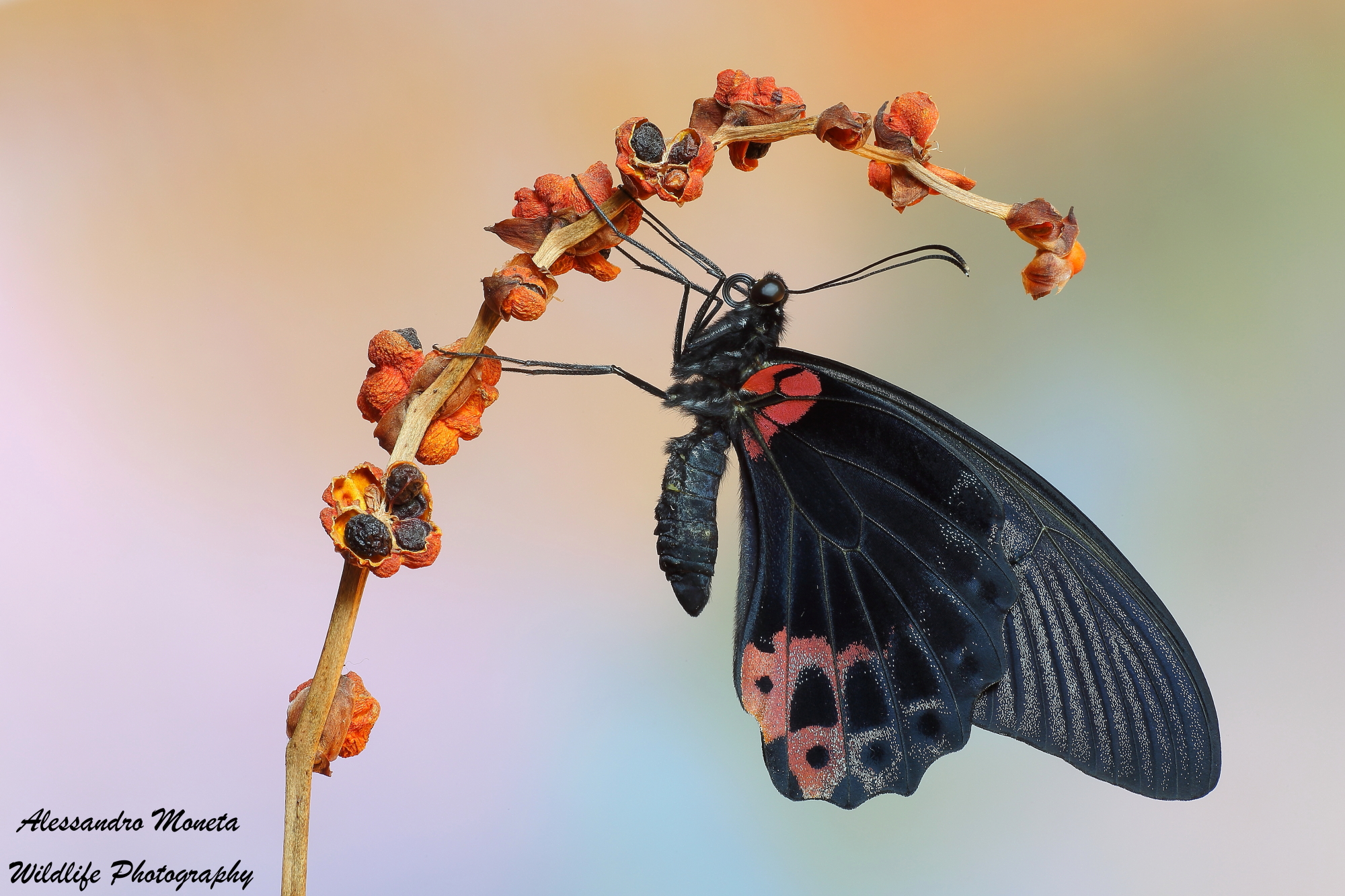 Papilio Lowi
