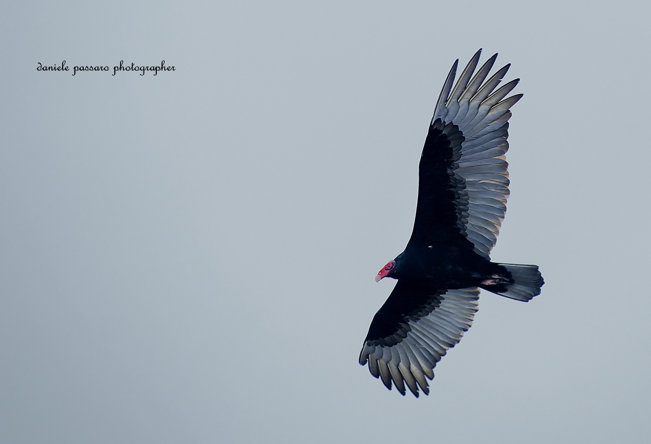 Condor in San Francisco