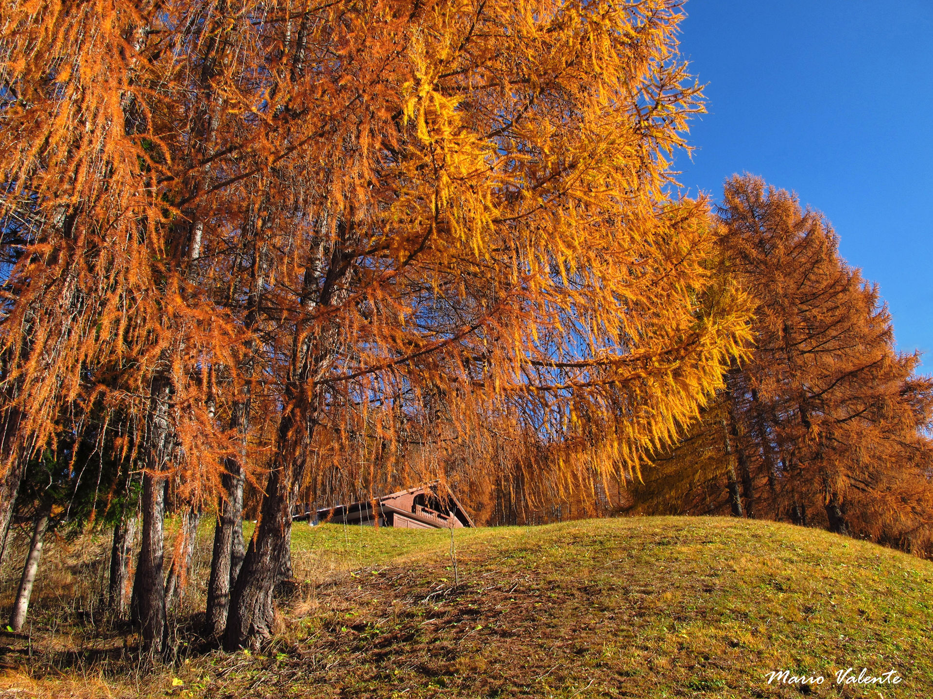 La collina dei larici