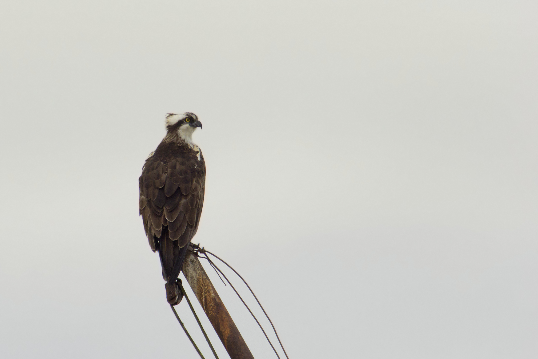 il pescatore coi ferri del mestiere