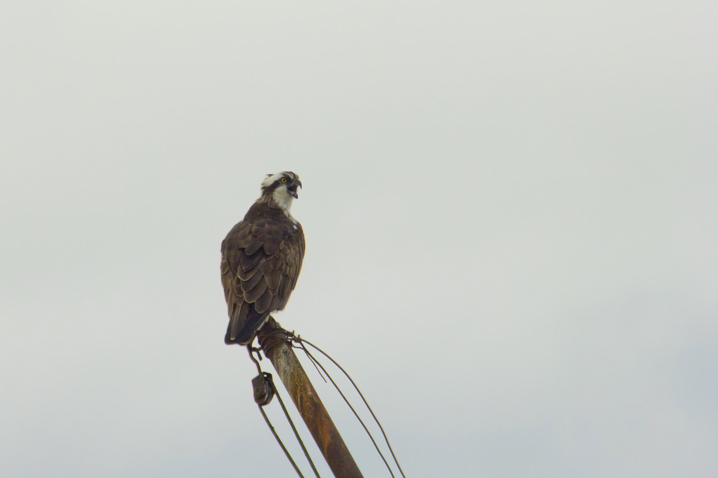 il canto del pescatore