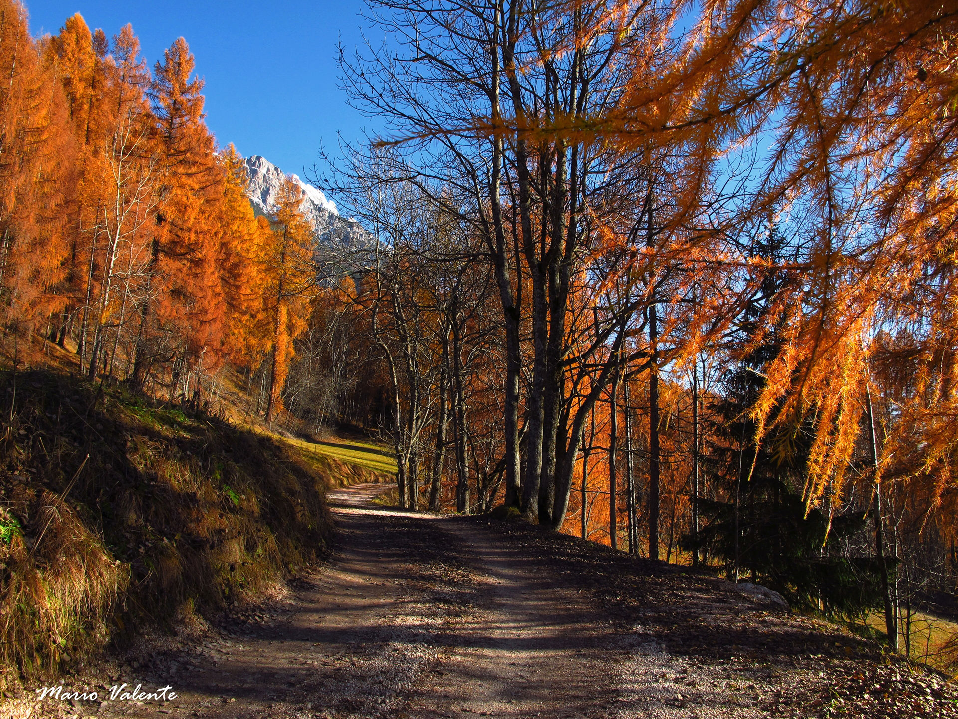 Passeggiata tra i larici