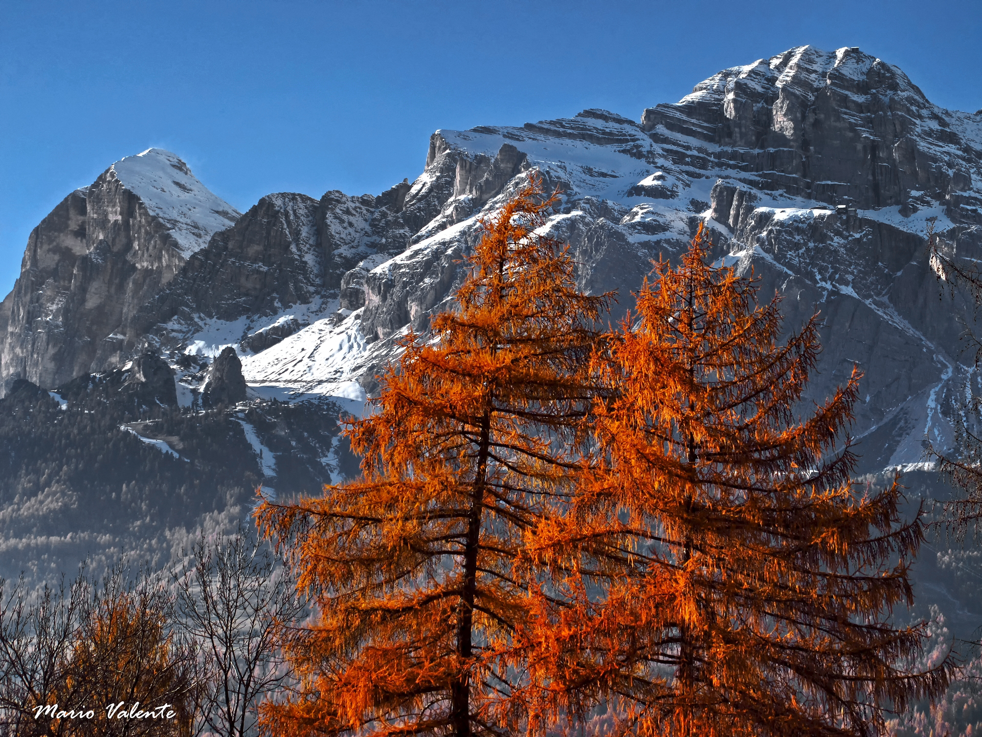 Larici a novembre; le Tofane sullo sfondo