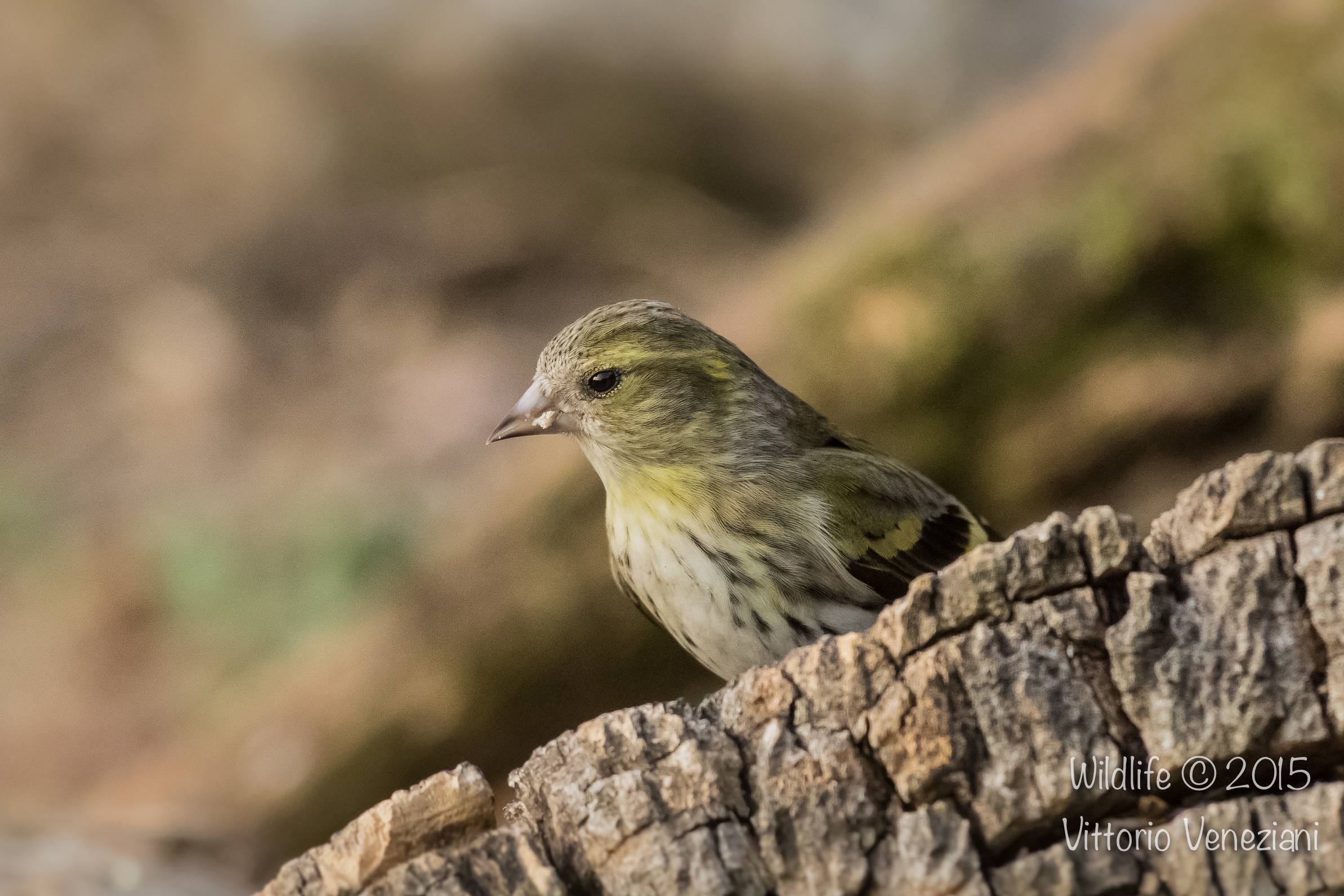 Lucherino femmina con 7D MK II a 3.200 iso
