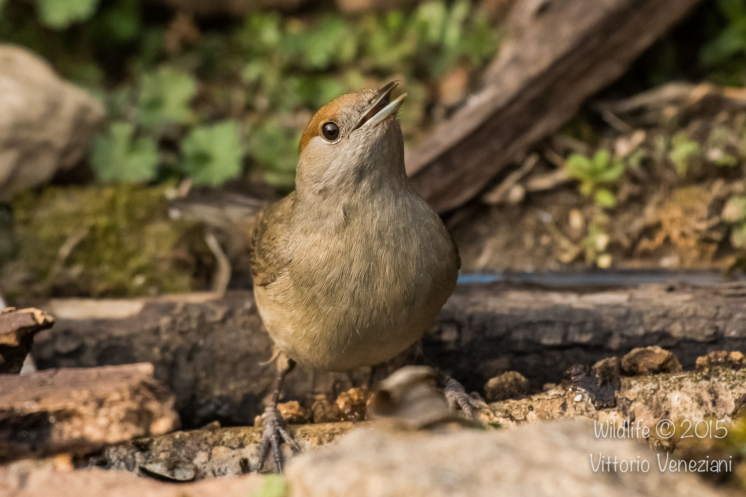 Capinera femmina con 7D MK II a 3.200 iso