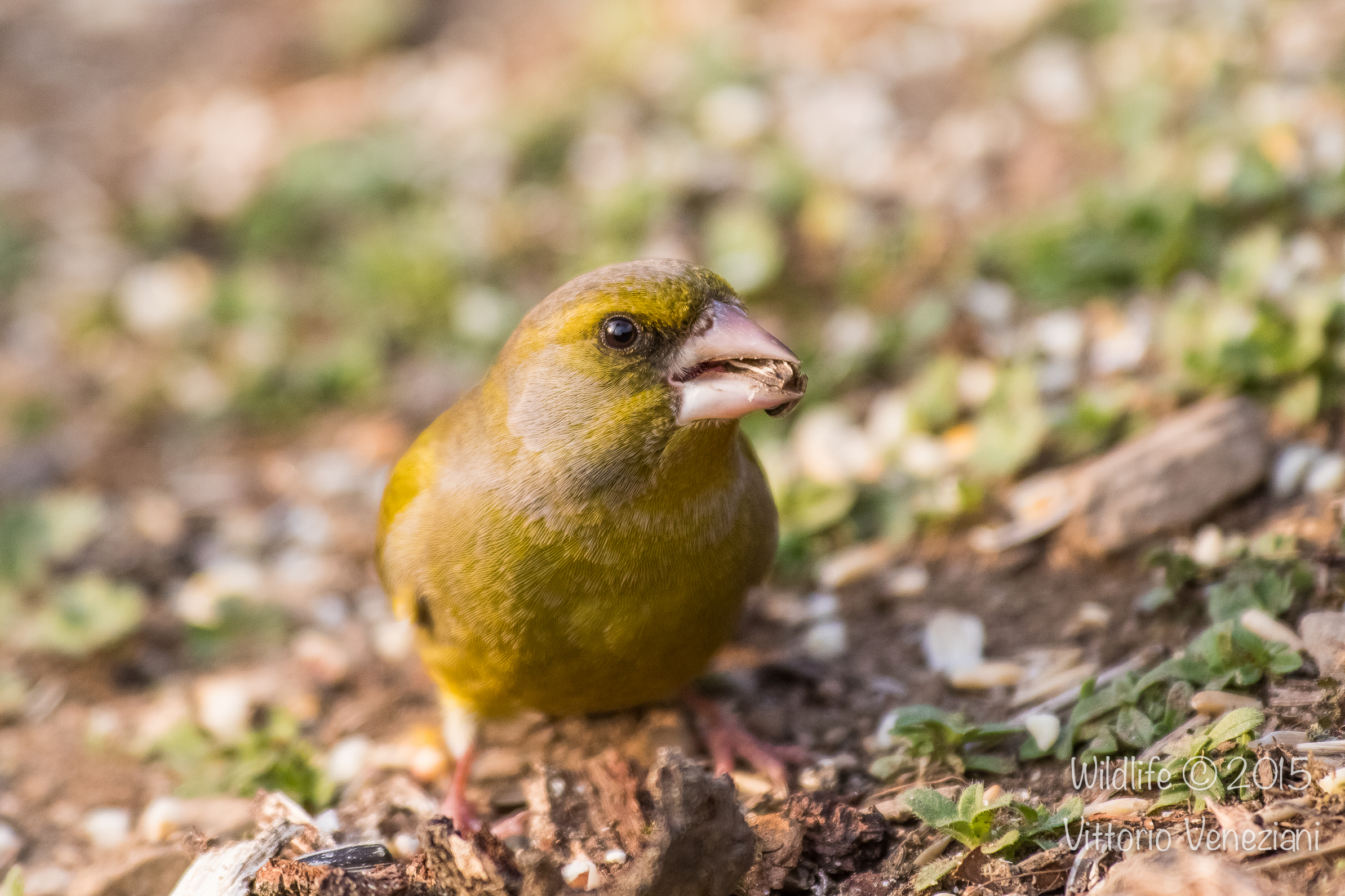 Verdone con 7D MK II