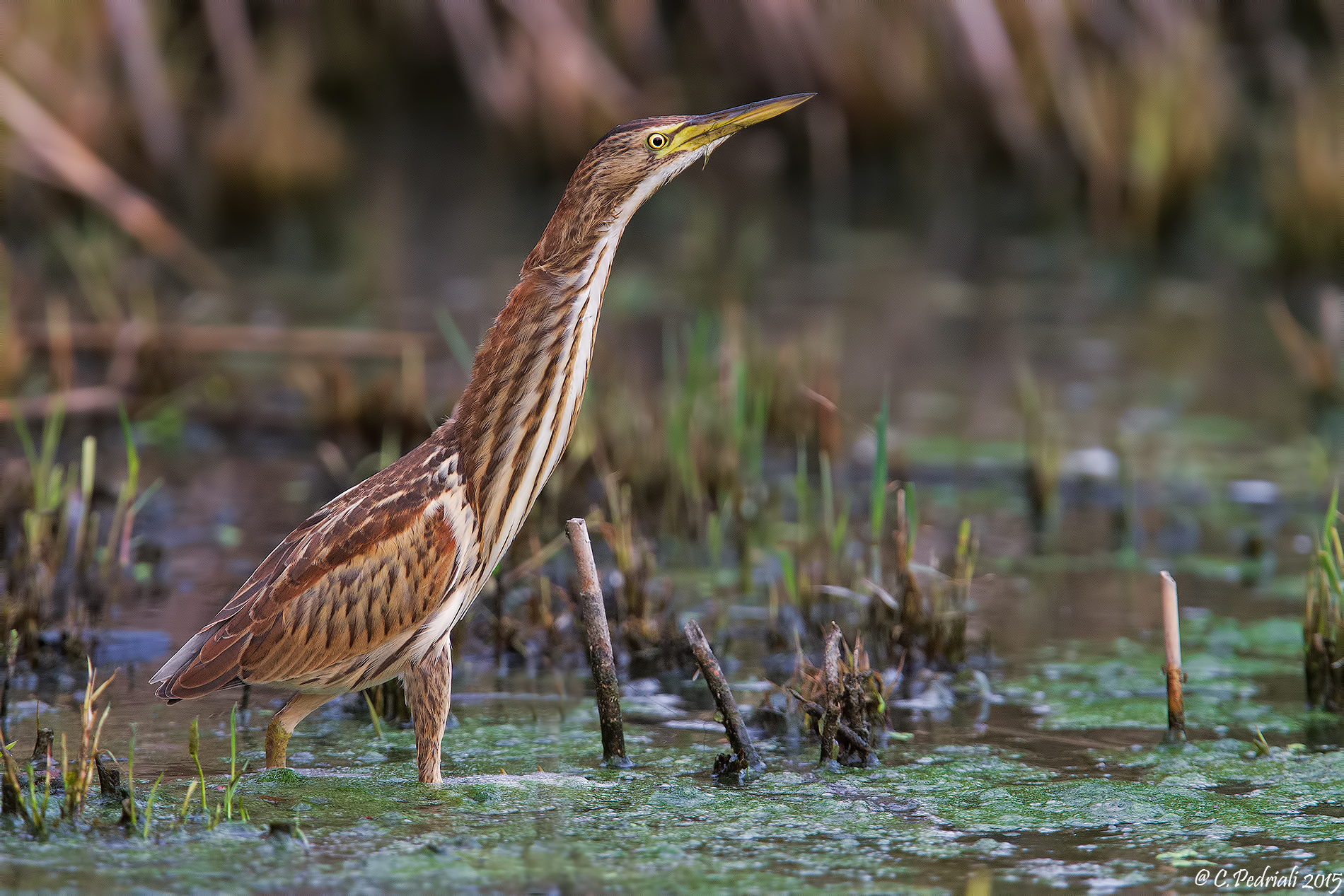 Tarabusino femmina...