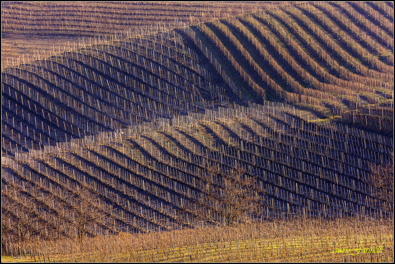 the Langhe winter..