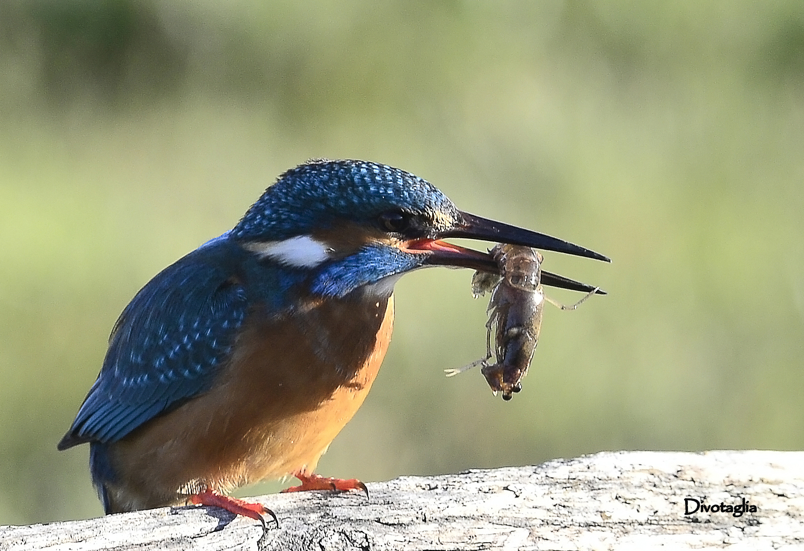 Finalmente.....gamberi !!!