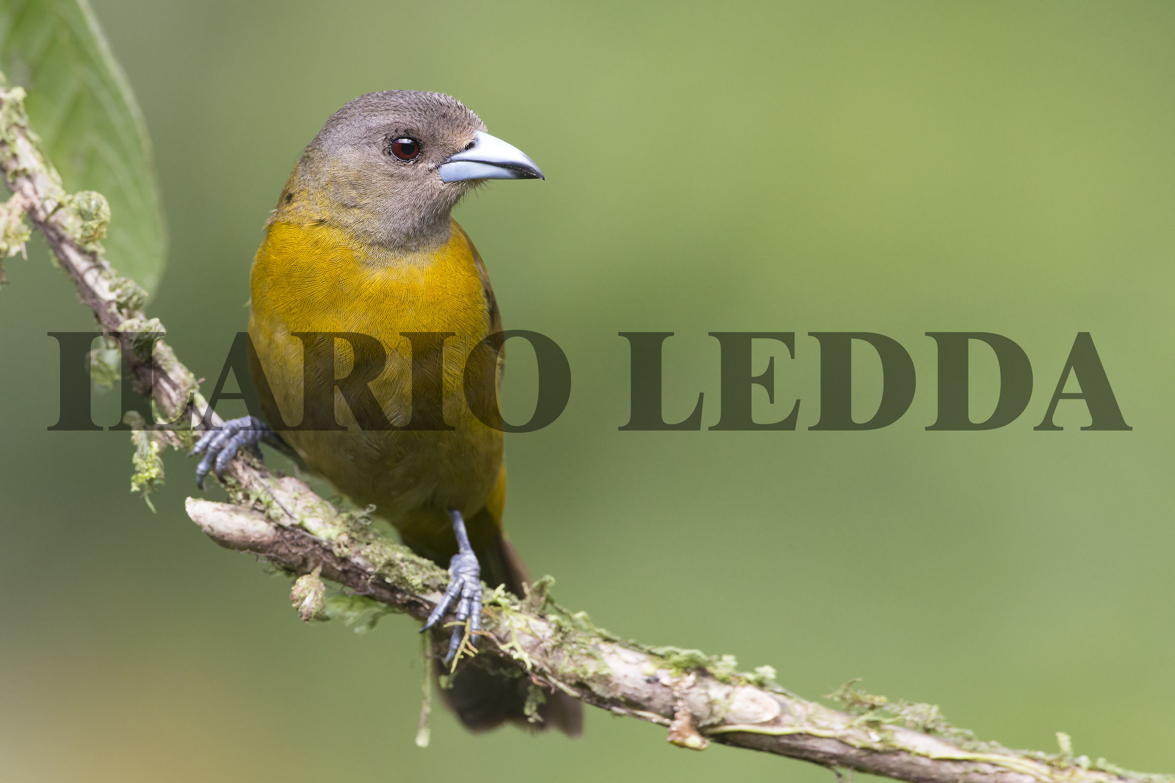 Passerini's Tananger femmina