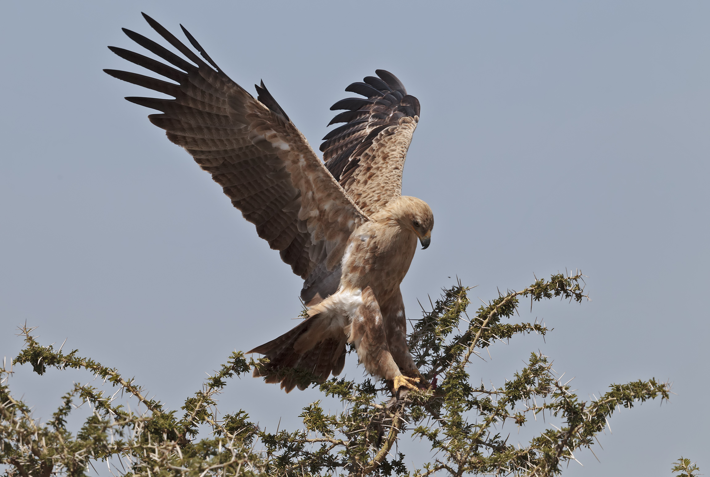 Tawny Eagle
