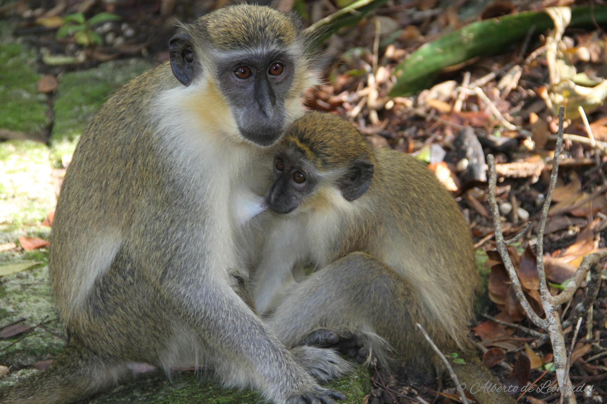 A mother nursing her puppy Caribbean