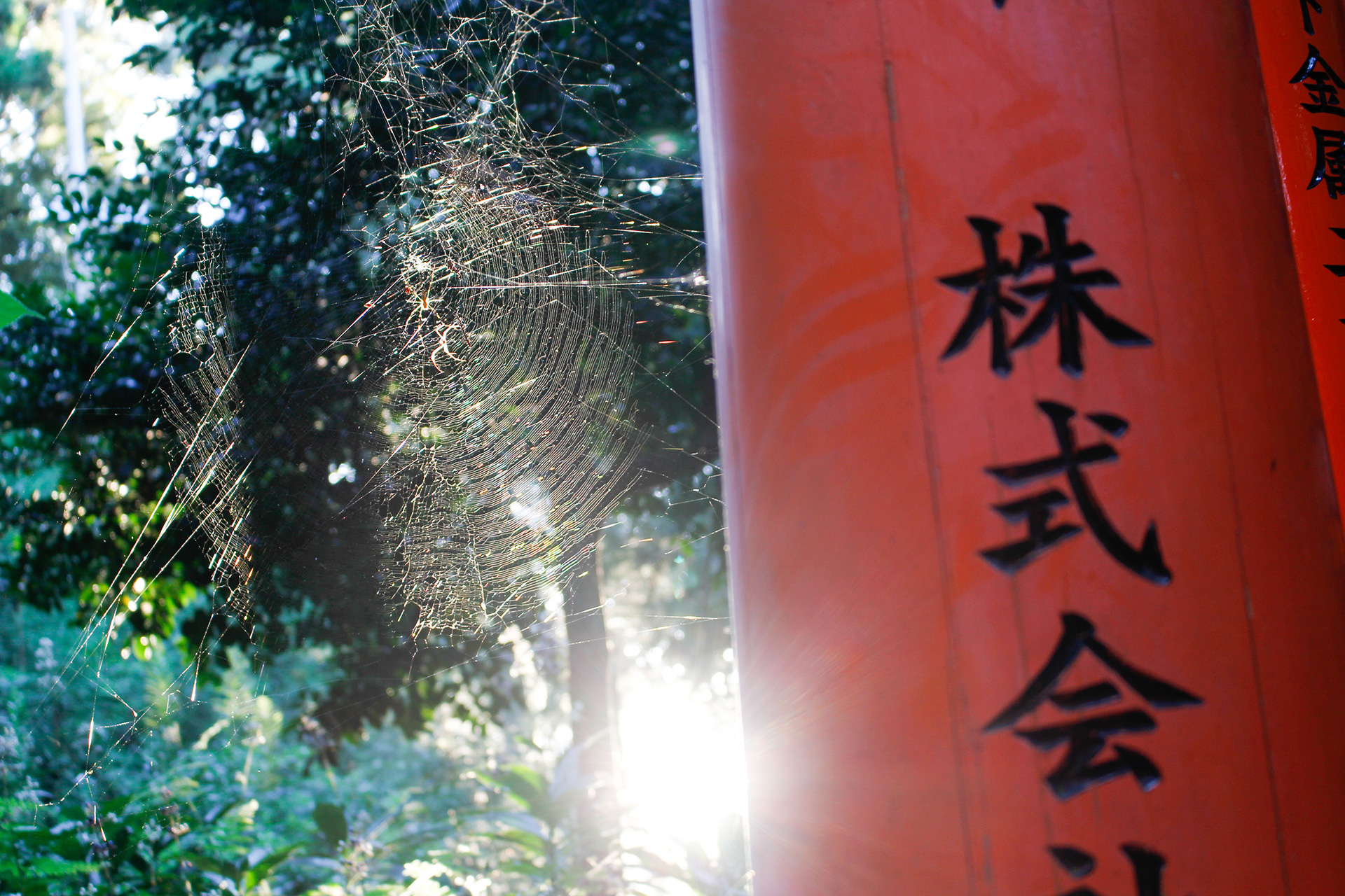 ragnatela controluce al Fushimi Inari