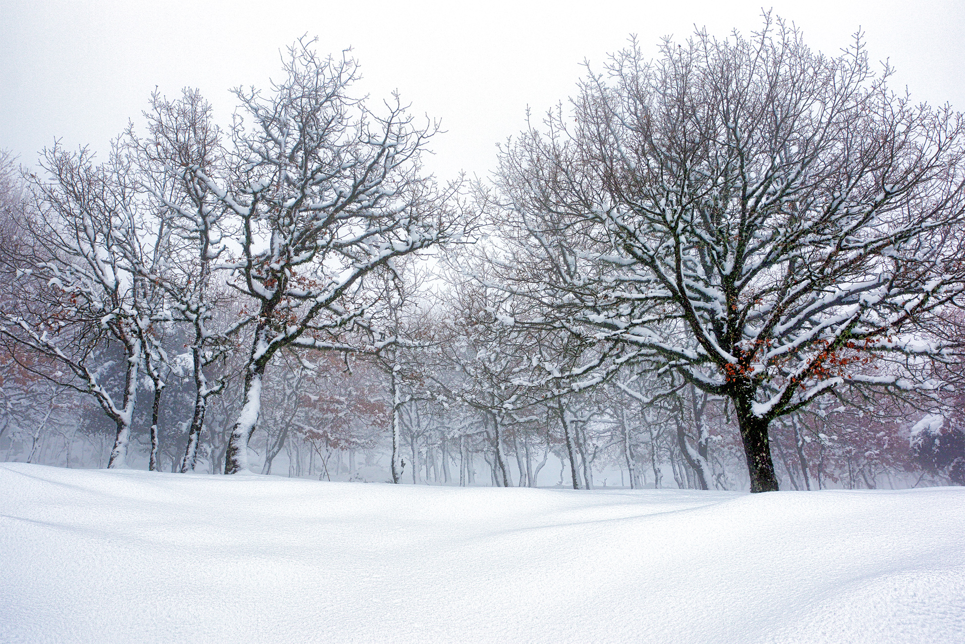 La foresta incantata