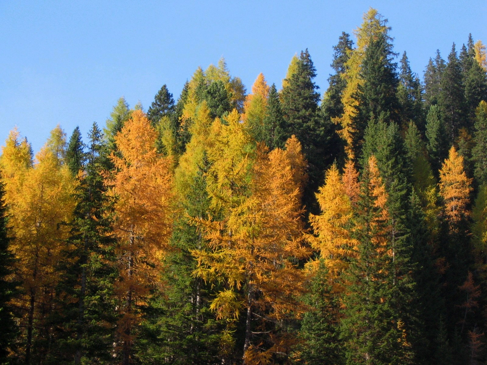 Colors of the forest