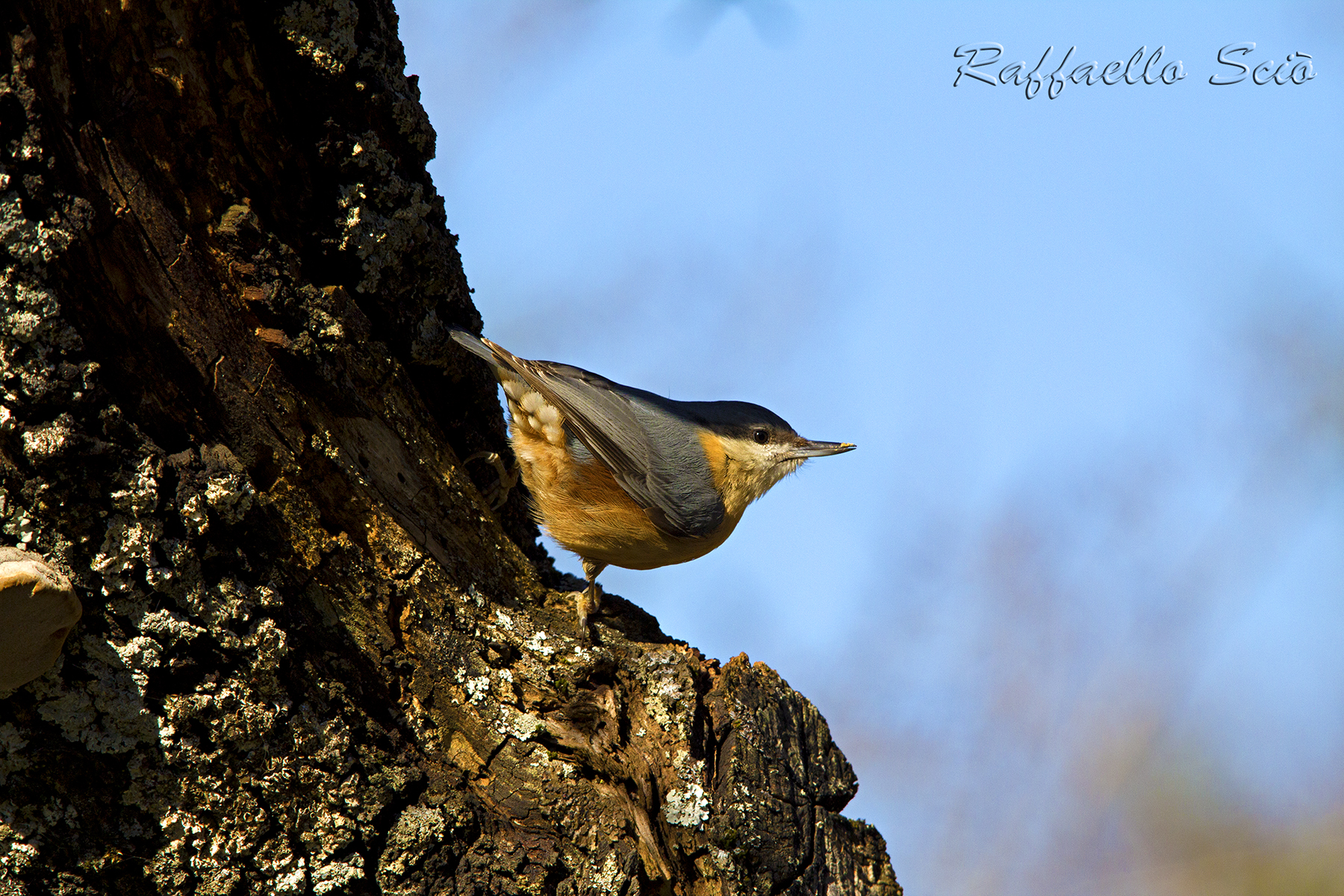 Nuthatch