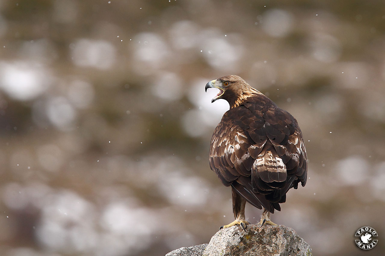 Golden Eagle - Golden Eagle - Aquila chrysaetos