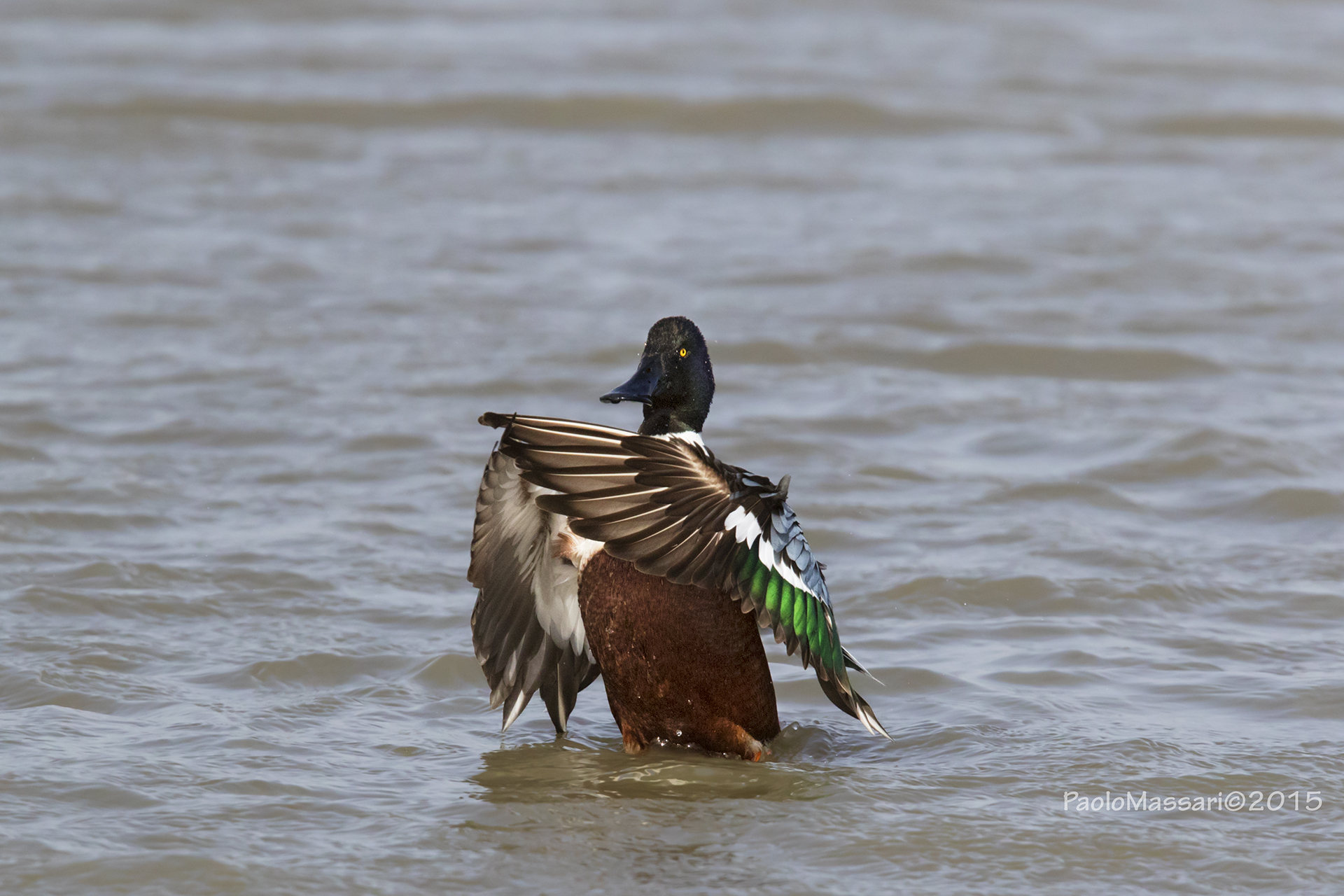 Mestolone...direttore d'orchestra!