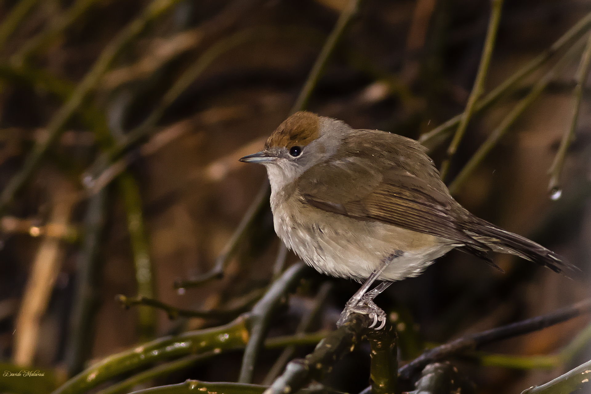 Blackcap female