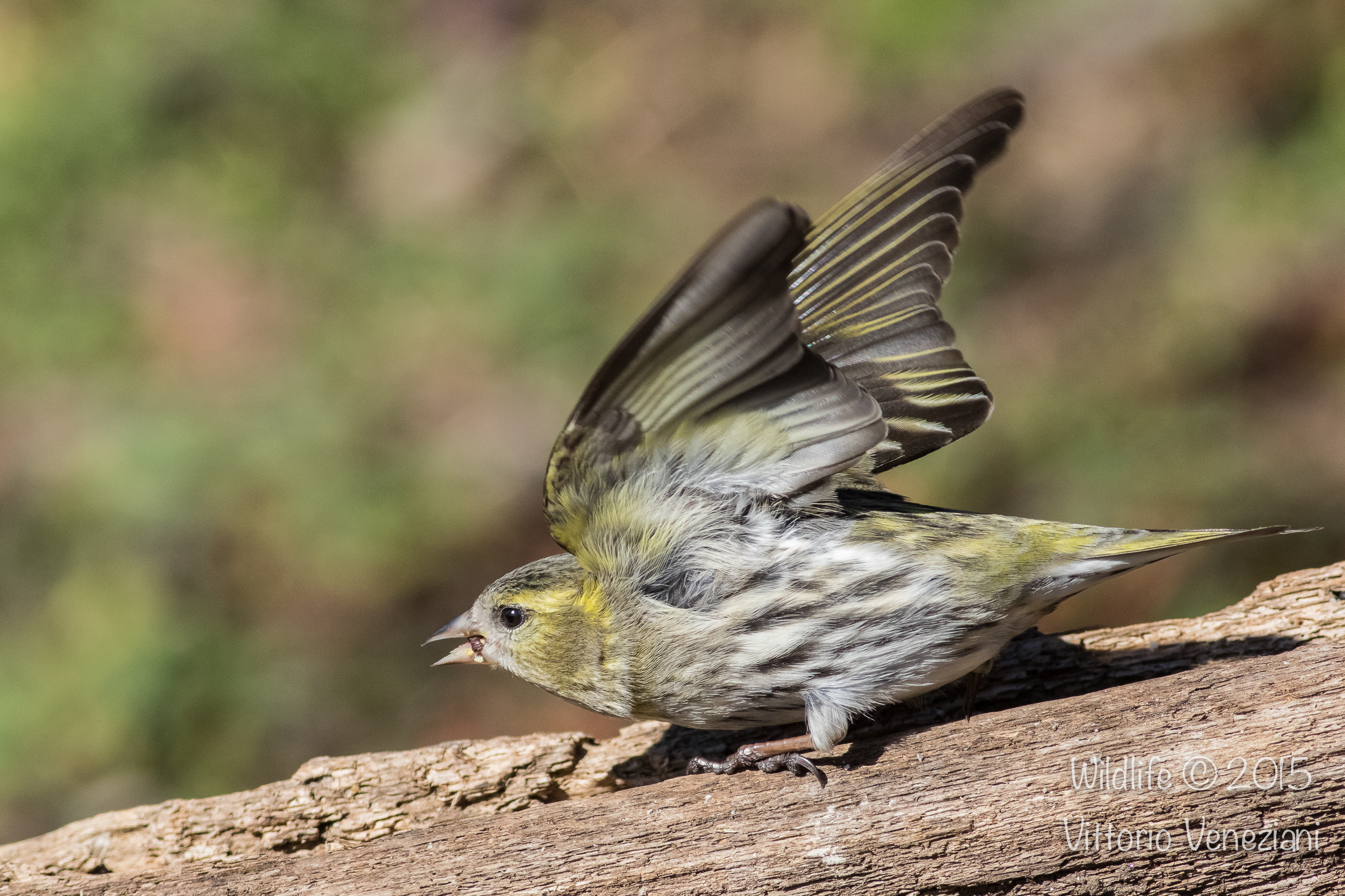 Lucherino femmina da battaglia