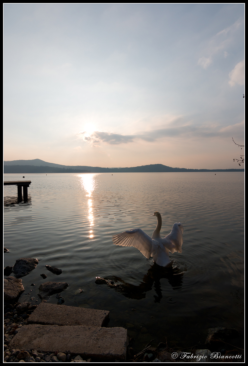 Spread your wings in the sun